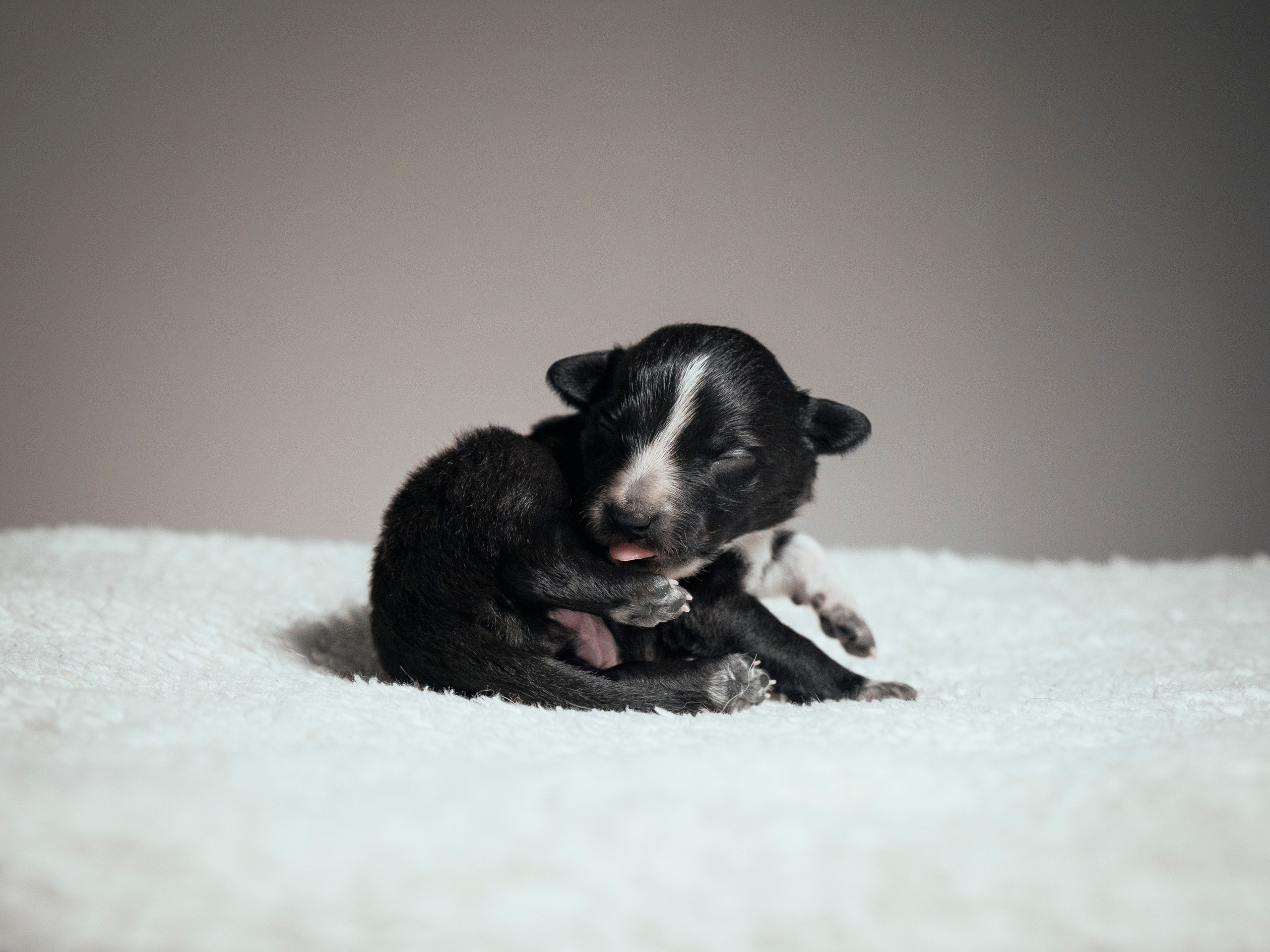 Бордер колли. Семейный фотограф анималист Ананьева Мария — Москва