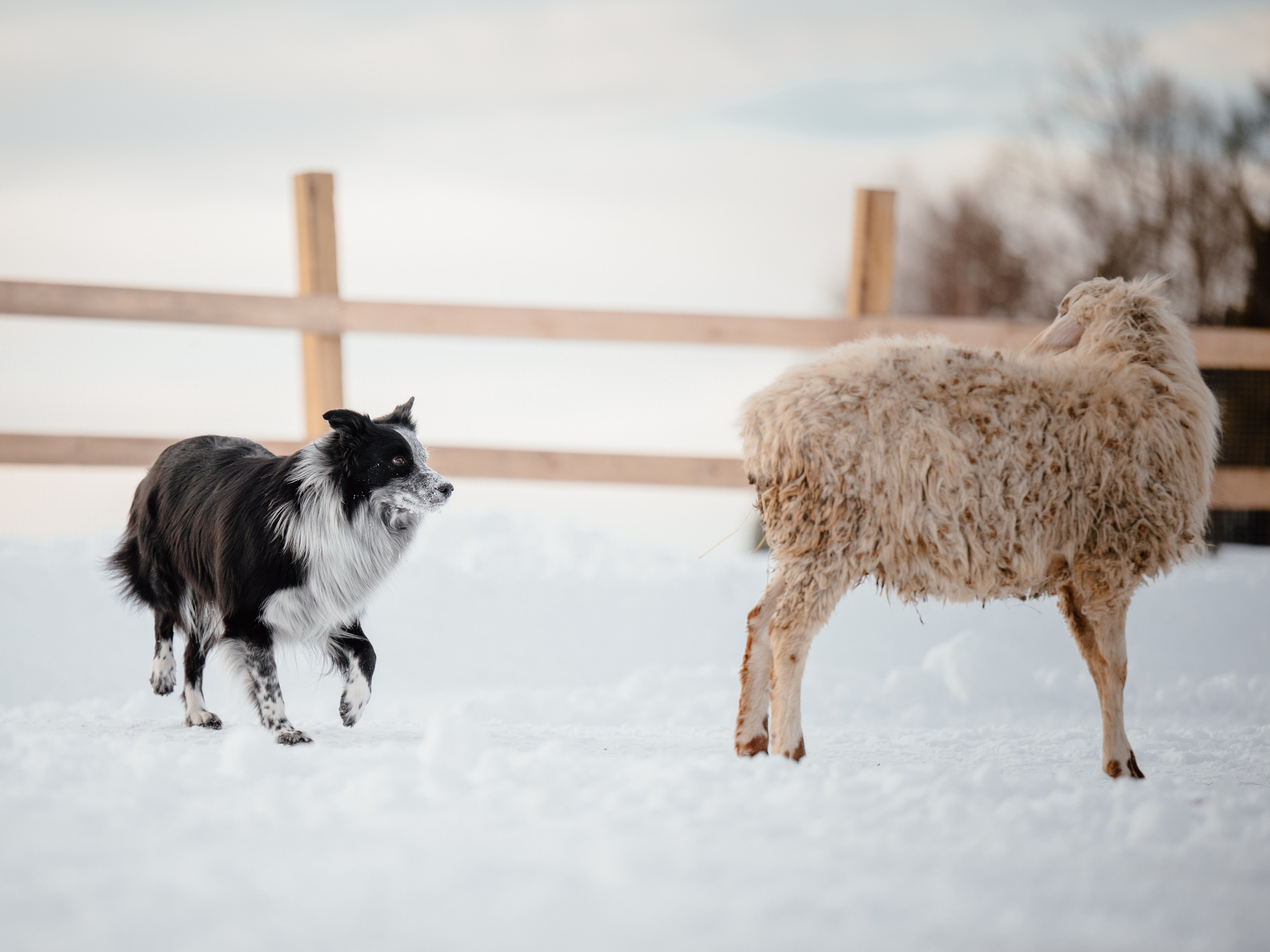 Пастьба. Семейный фотограф анималист Ананьева Мария — Москва