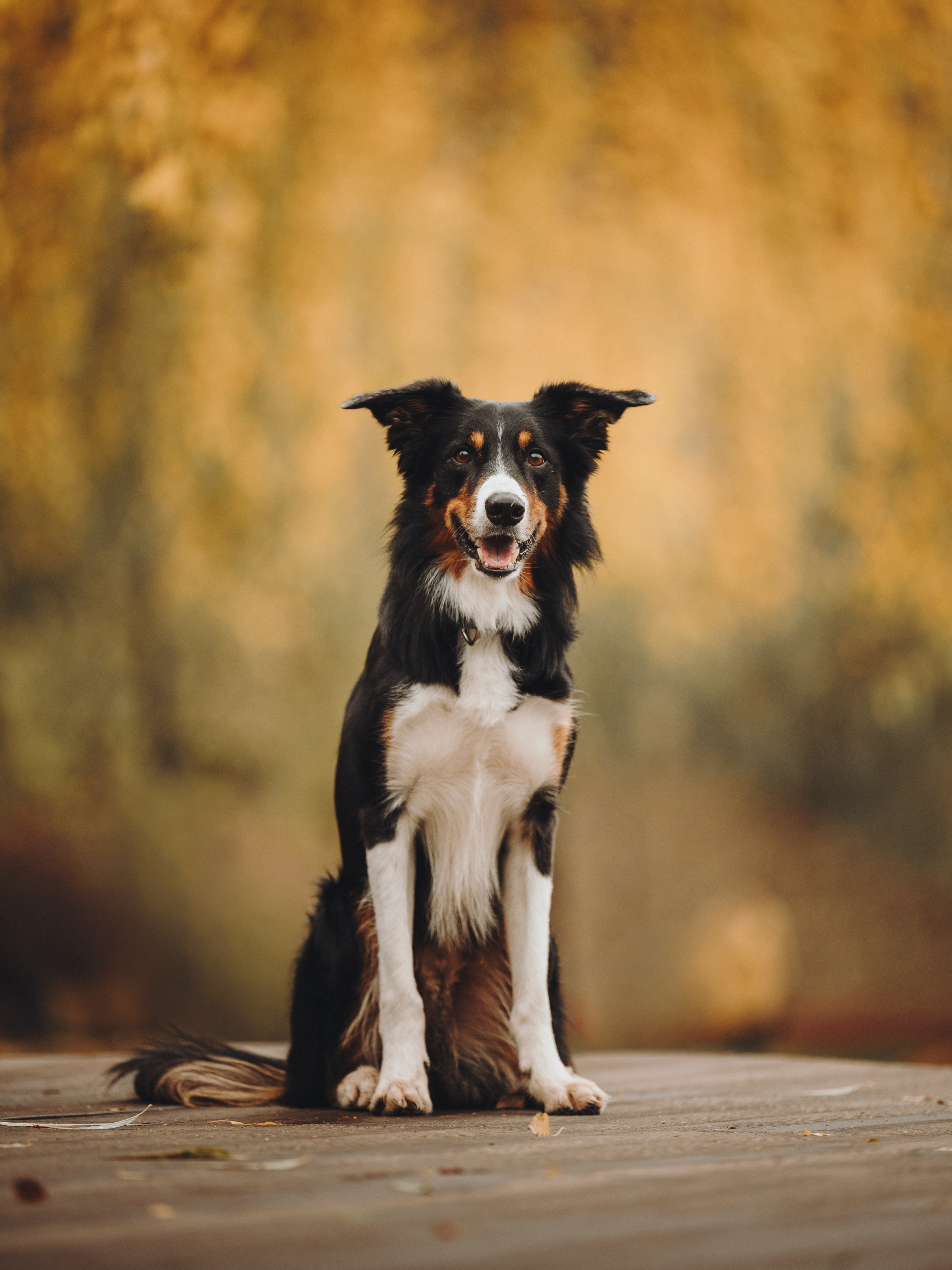 Аня, Оскар и Яр. Семейный фотограф анималист Ананьева Мария — Москва
