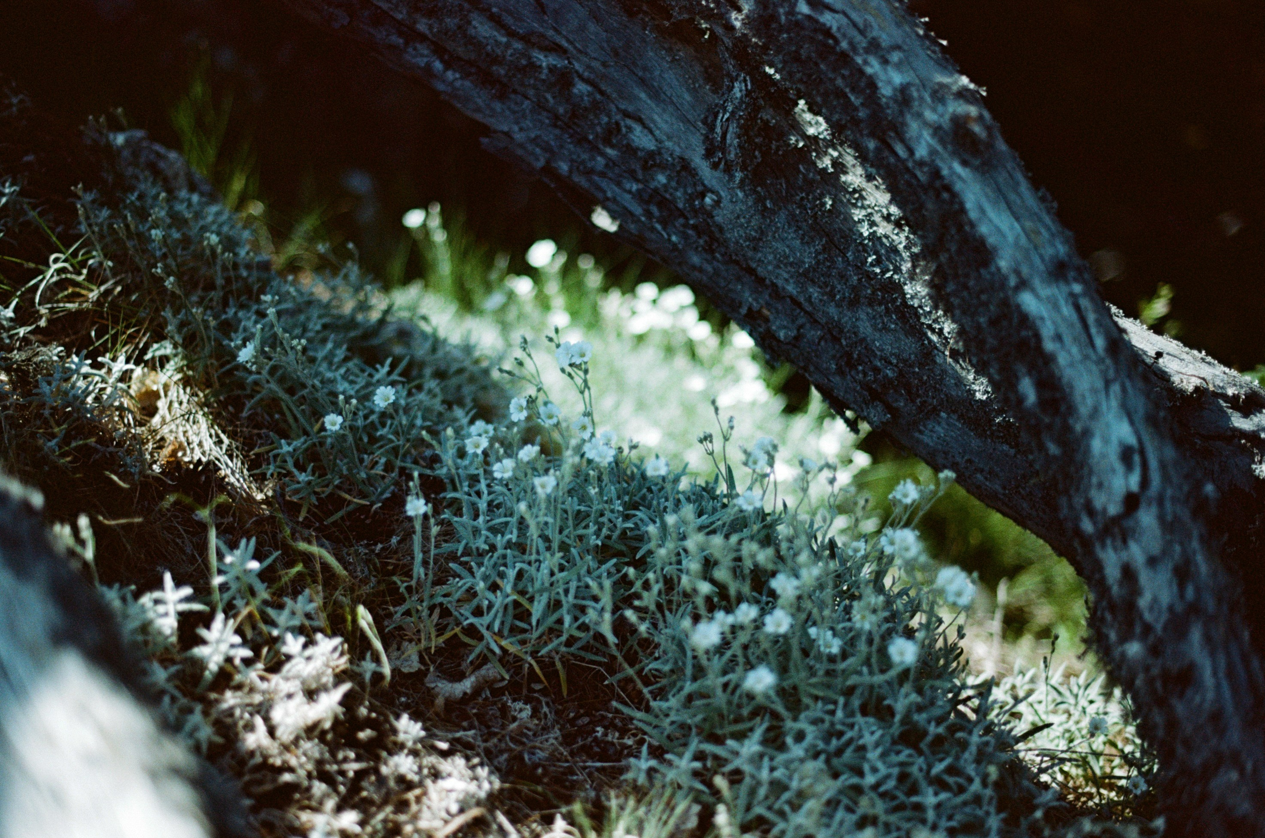 Kool-aid // ukraine, crimea II. EVER EXPOSED