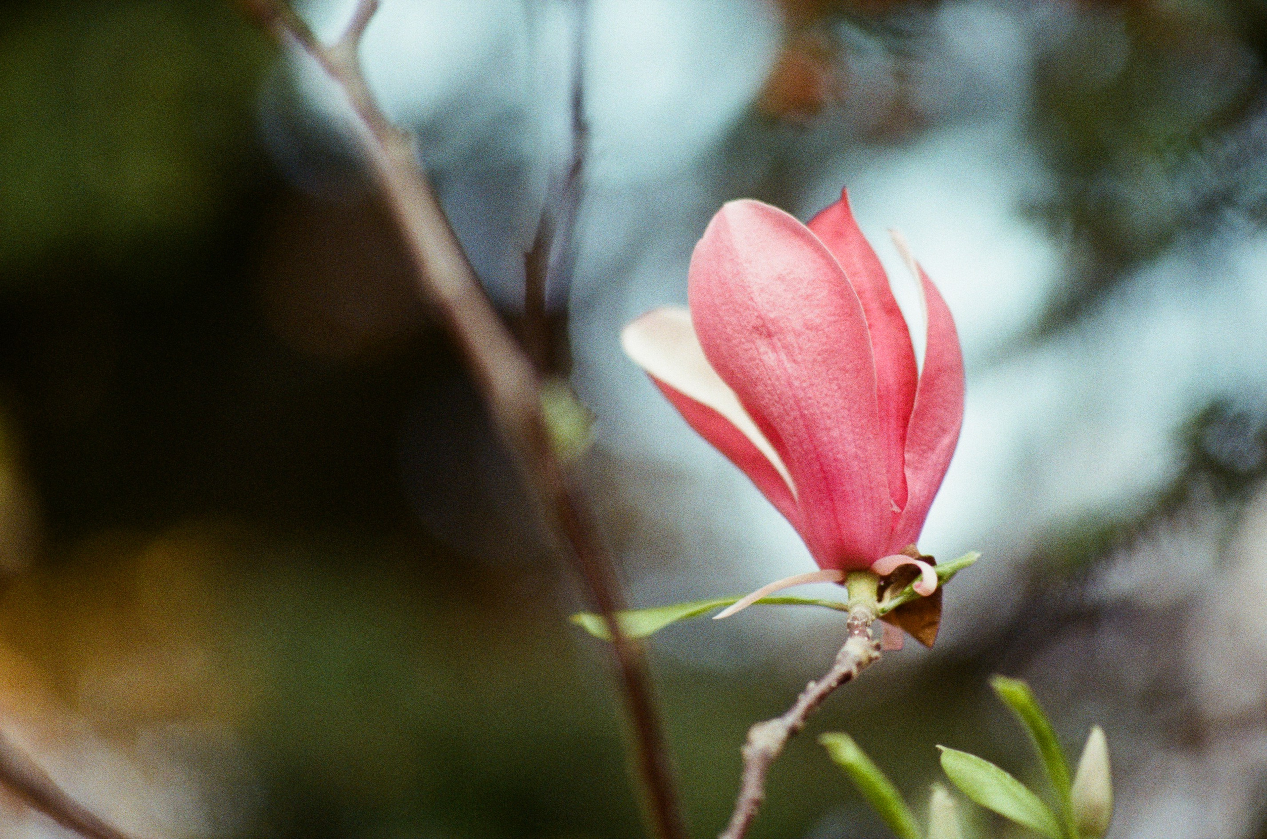 Sakura blues // ukraine, crimea II. EVER EXPOSED