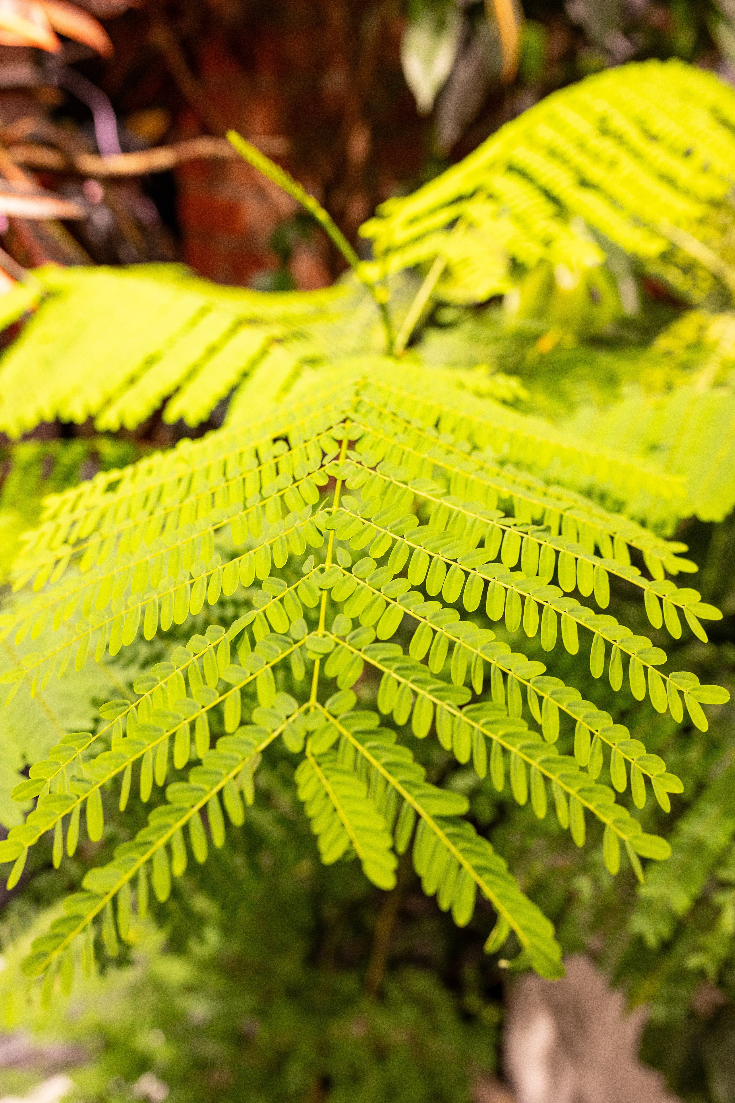 Green_Rare Ярмарка февраль 2025. Александра Куликова фотограф, Москва