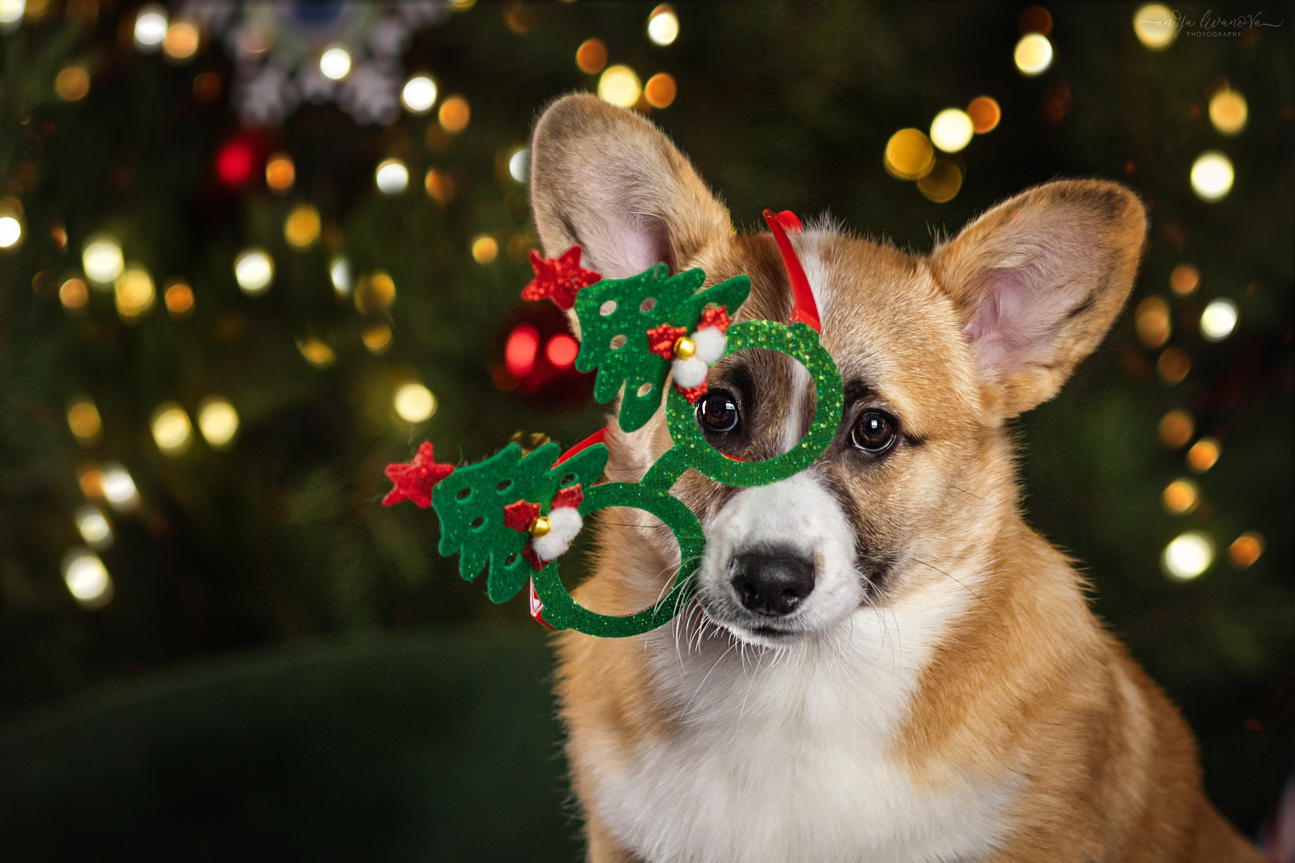 Новогодняя атмосфера в «Simply the Best». Фотограф анималист Аня Ливанова | Рыбинск
