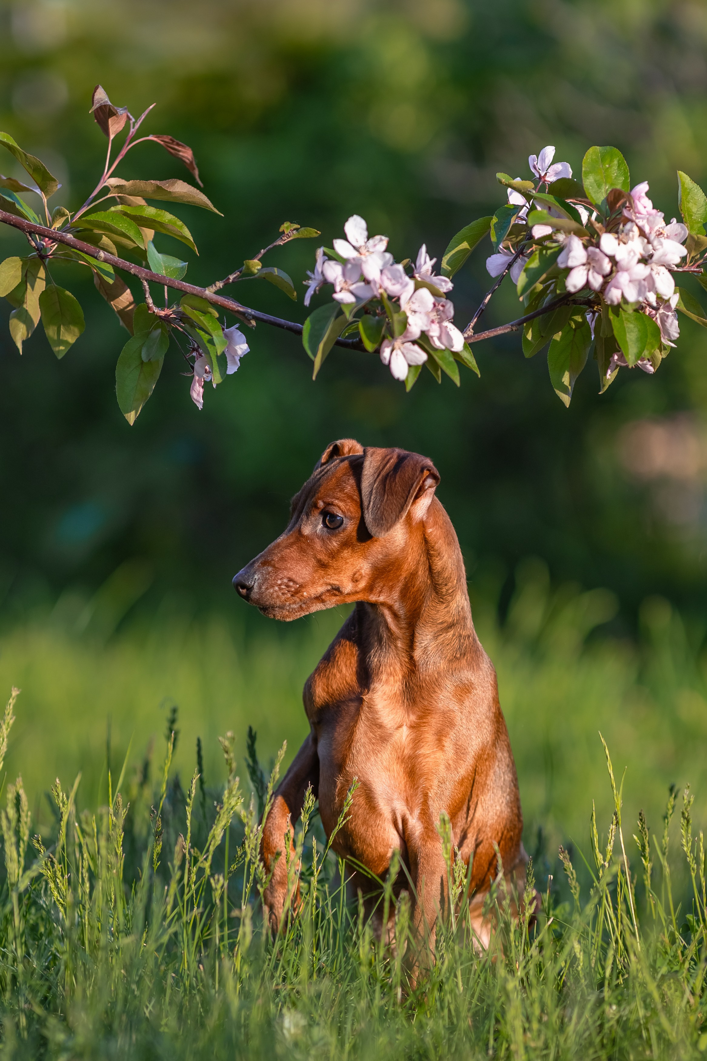 Пинчерята. Фотограф анималист Аня Ливанова | Рыбинск