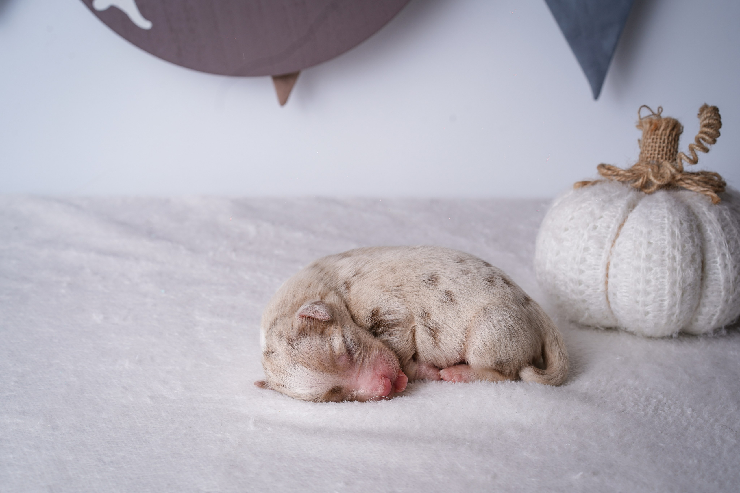 Щенули аусси. Фотограф-анималист в Санкт-Петербурге Яна Мартынова