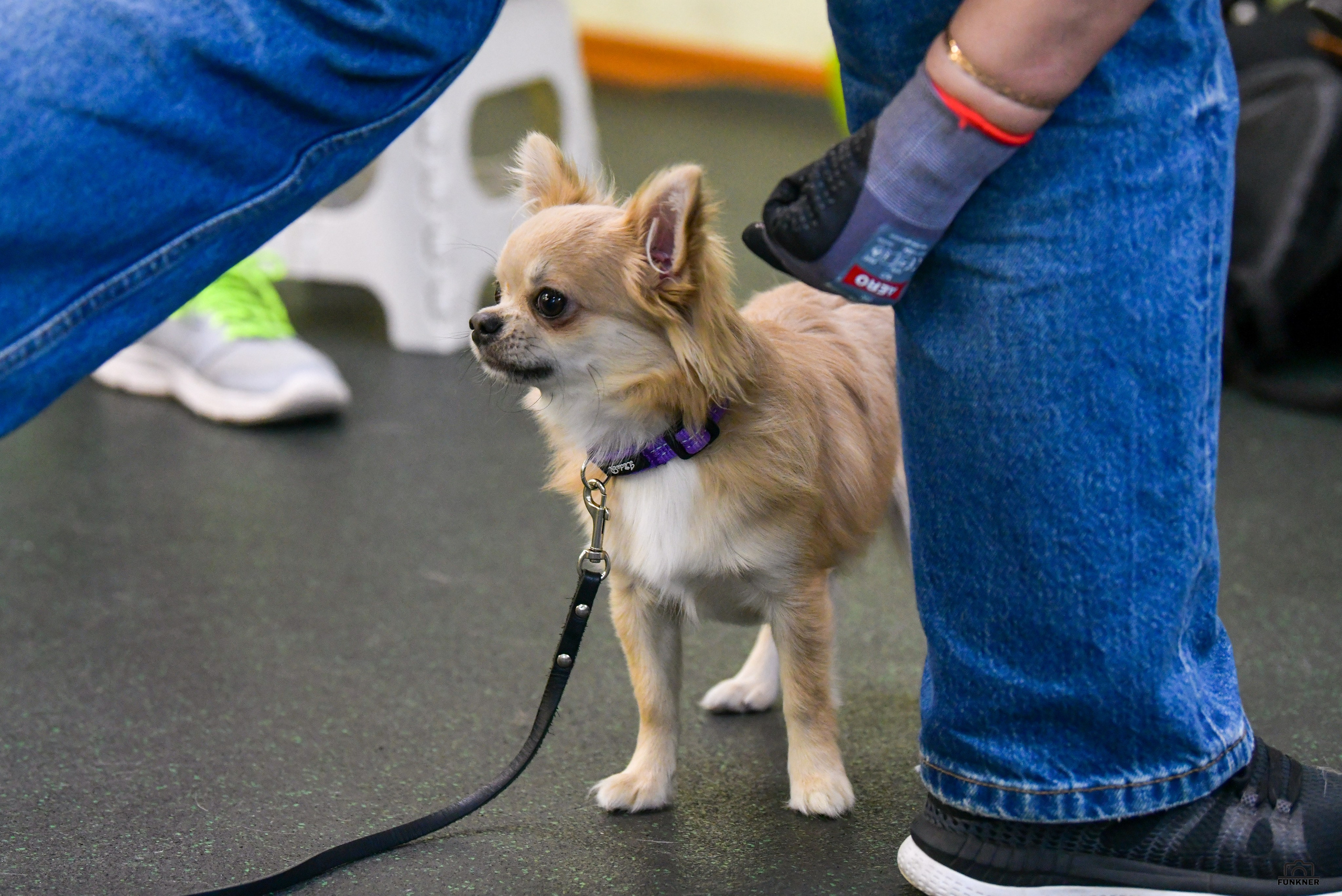 Кинологический клуб «Бодрый хвост». Свой взгляд через объектив