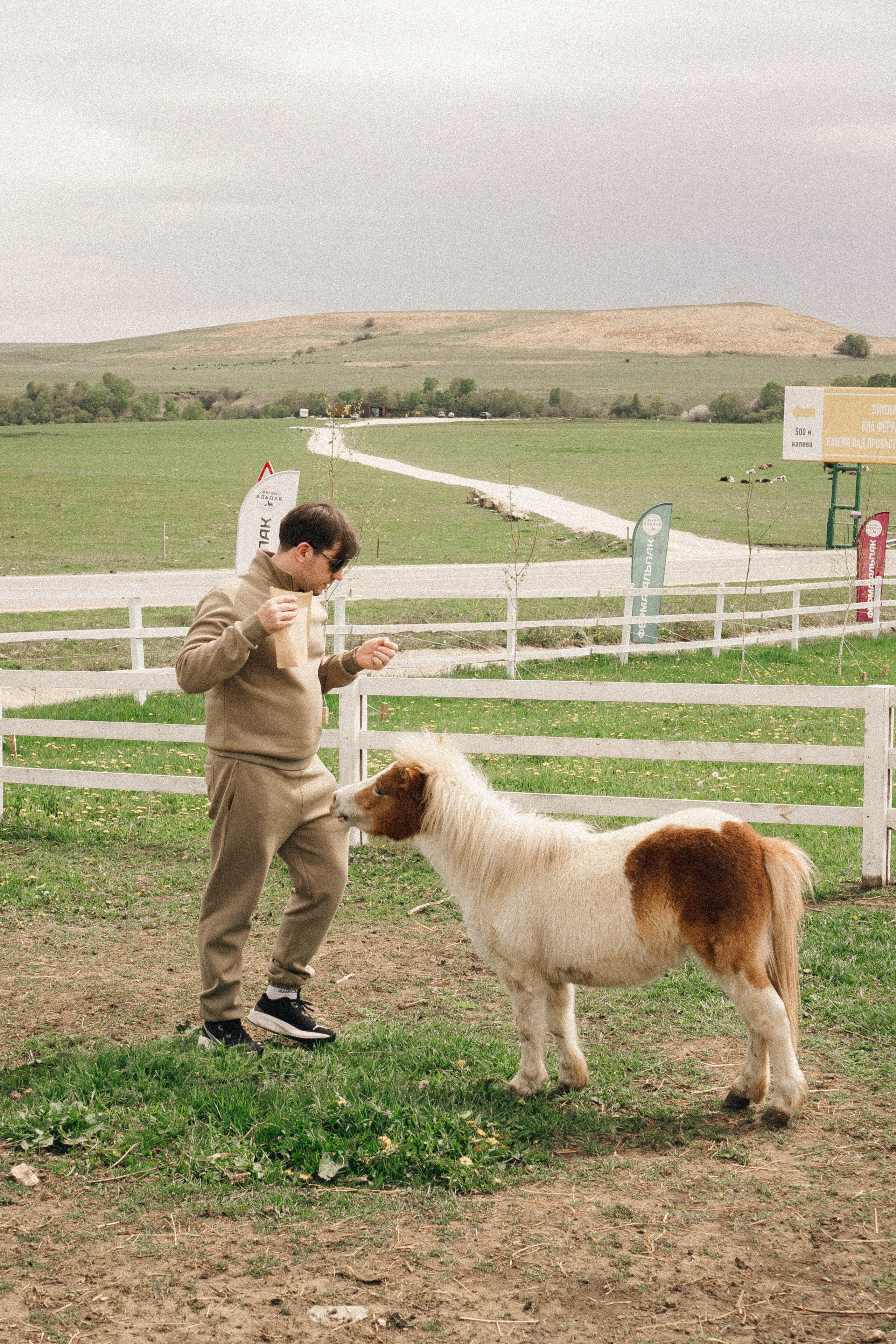 Ферма Альпак. Профессиональный фотограф, Санкт-Петербург — Виктория Богомолова