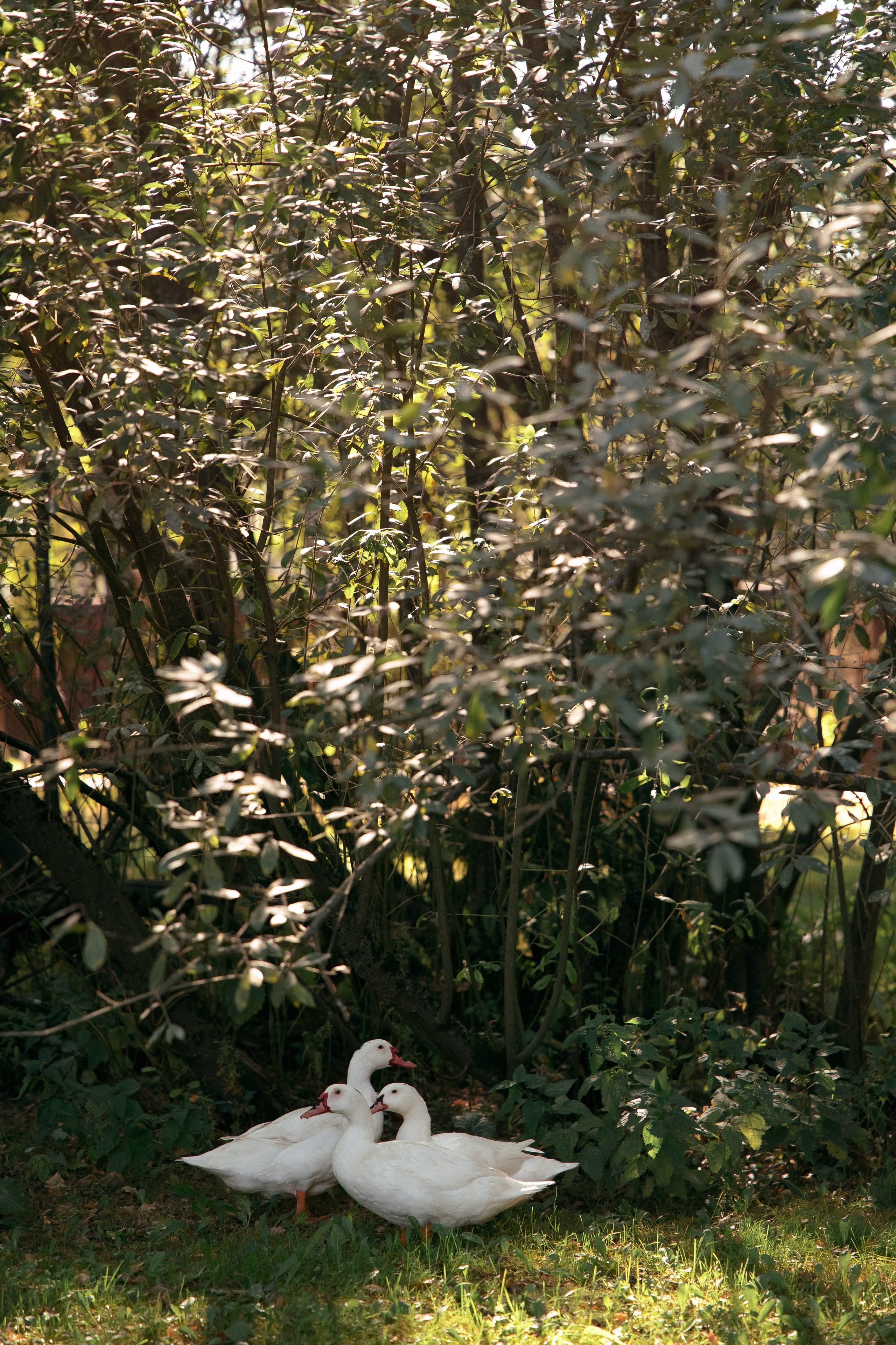 Золотая осень Андрея и Дарьи в Art Village Club. Свадебный фотограф Москва