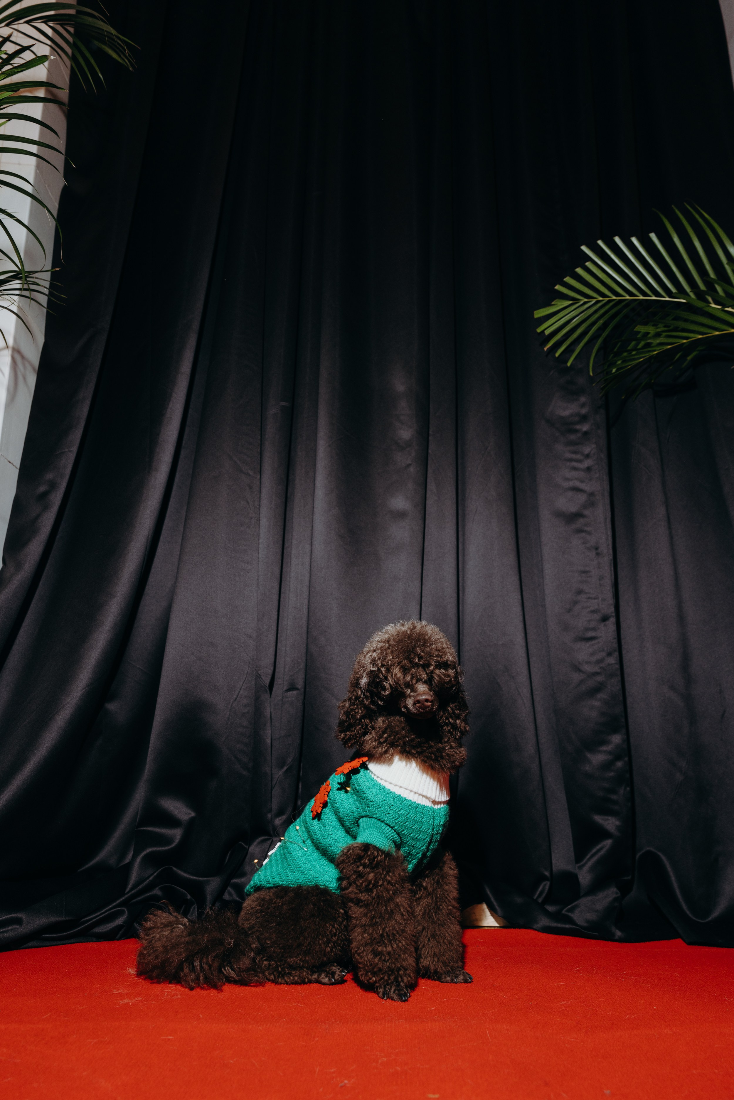 Светская хвостатая хроника. Аксана Лисовская фотограф в Москве. Фотографии с характером