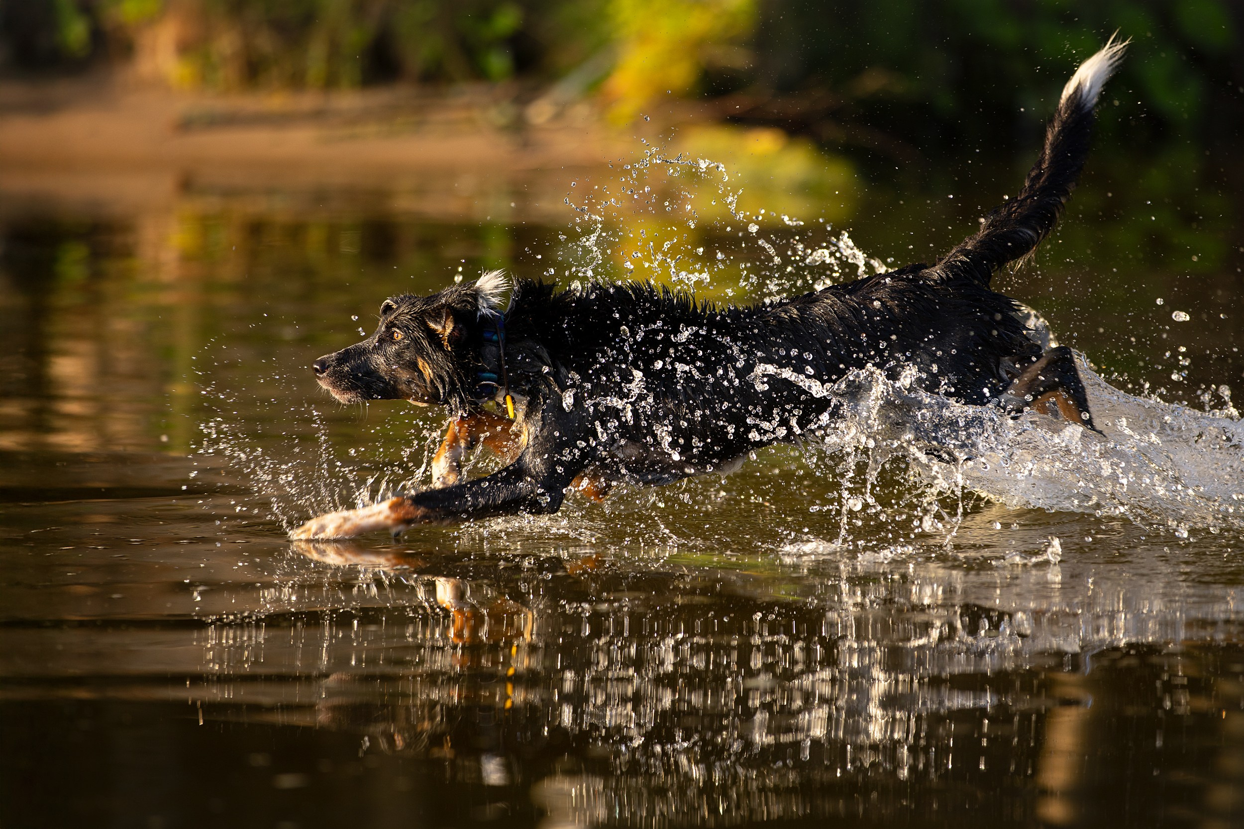 Съёмки с собаками. ESHE_PHOTO Фотограф анималист в Москве и Московской области