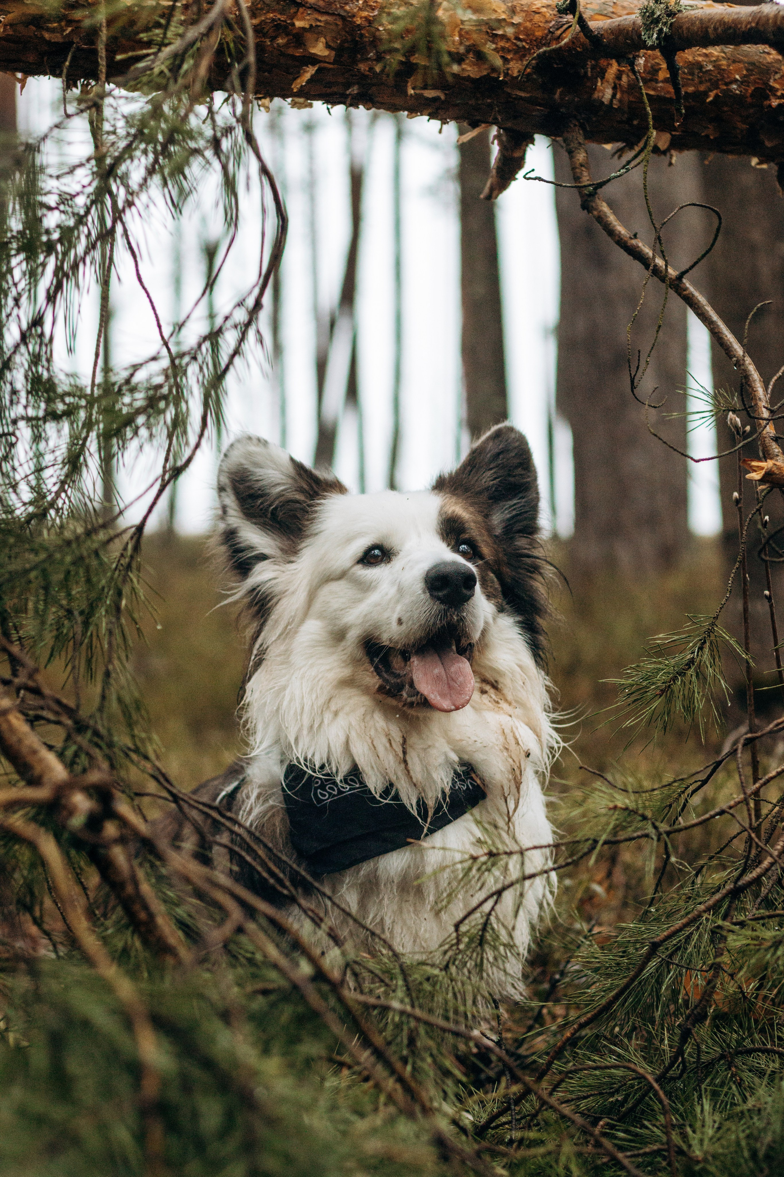 Настя, Серёжа и Джек. Фотограф-анималист в Санкт-Петербурге