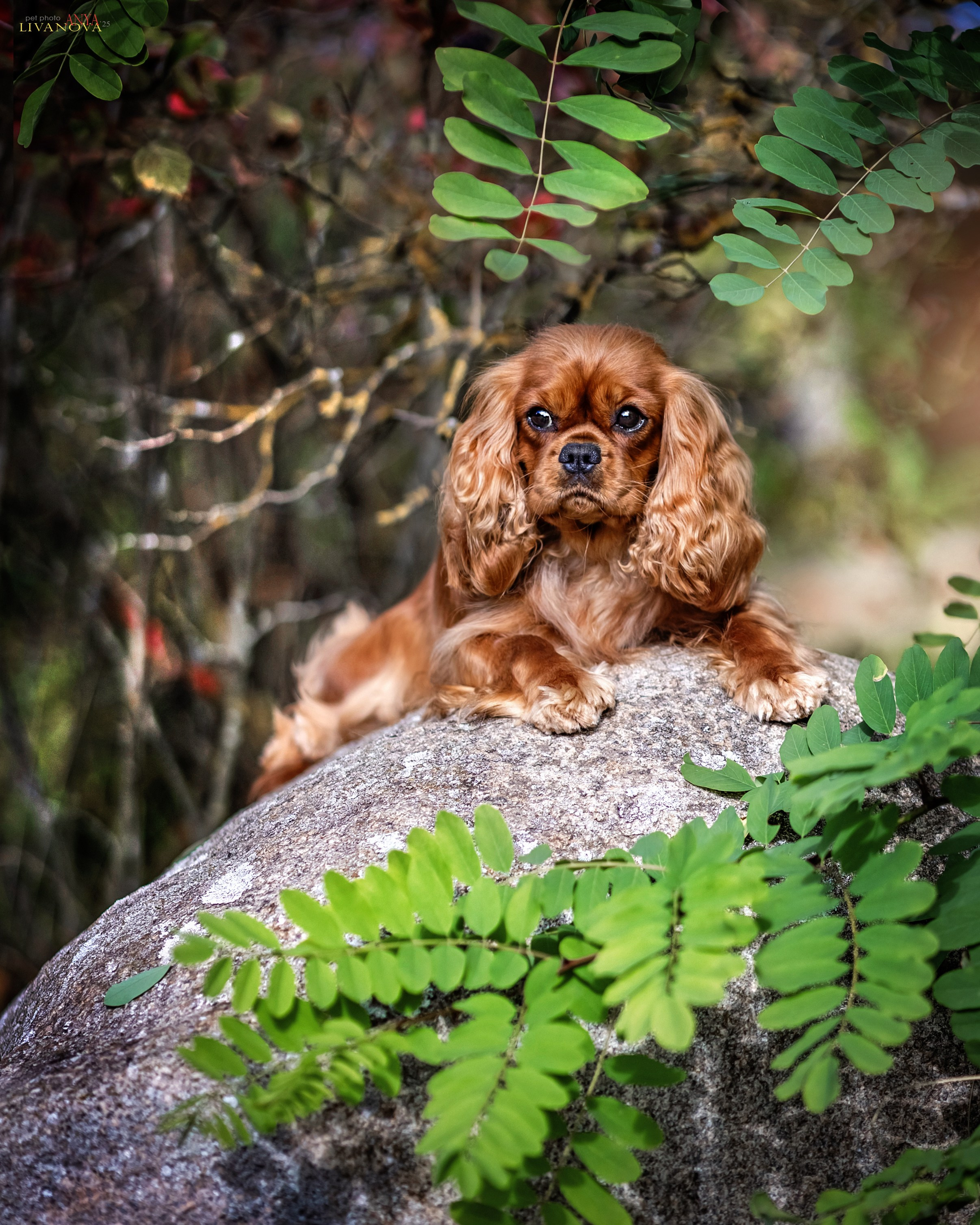 Кавалерчики. Фотограф анималист Аня Ливанова | Рыбинск