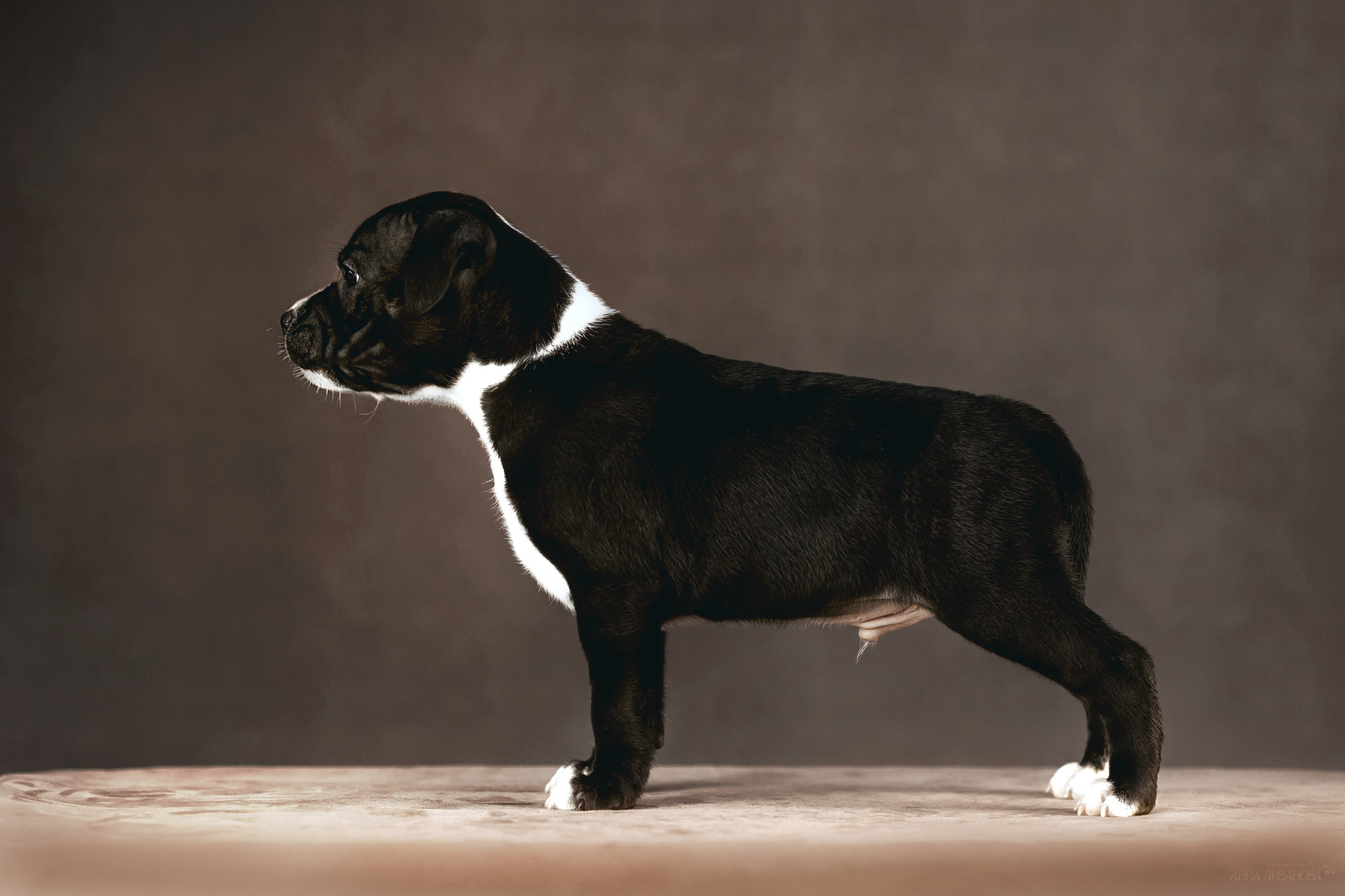 Стаффи. Фотограф анималист Аня Ливанова | Рыбинск