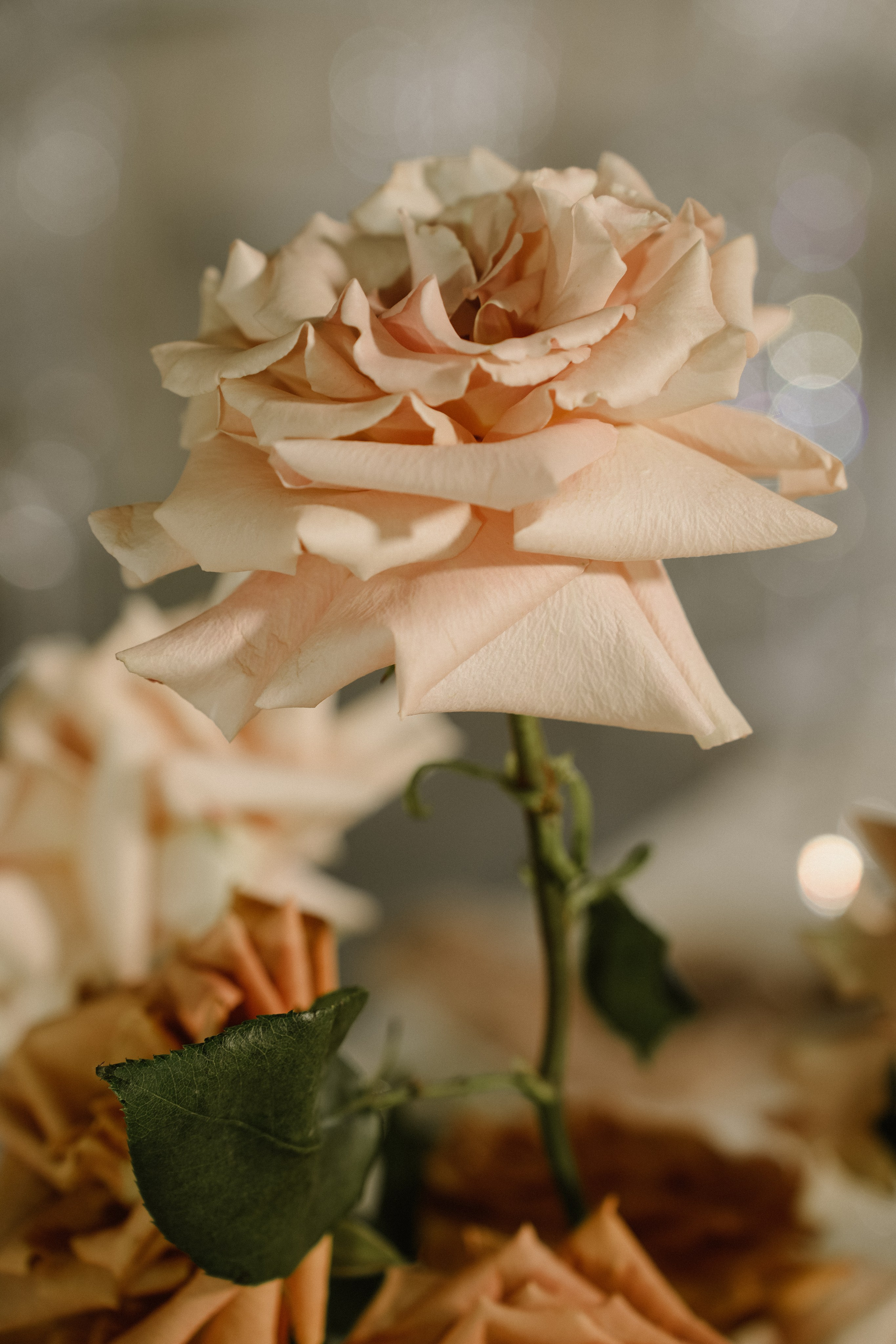 Большая свадьба 09.09.2025. Photographer_anastasia_margushina