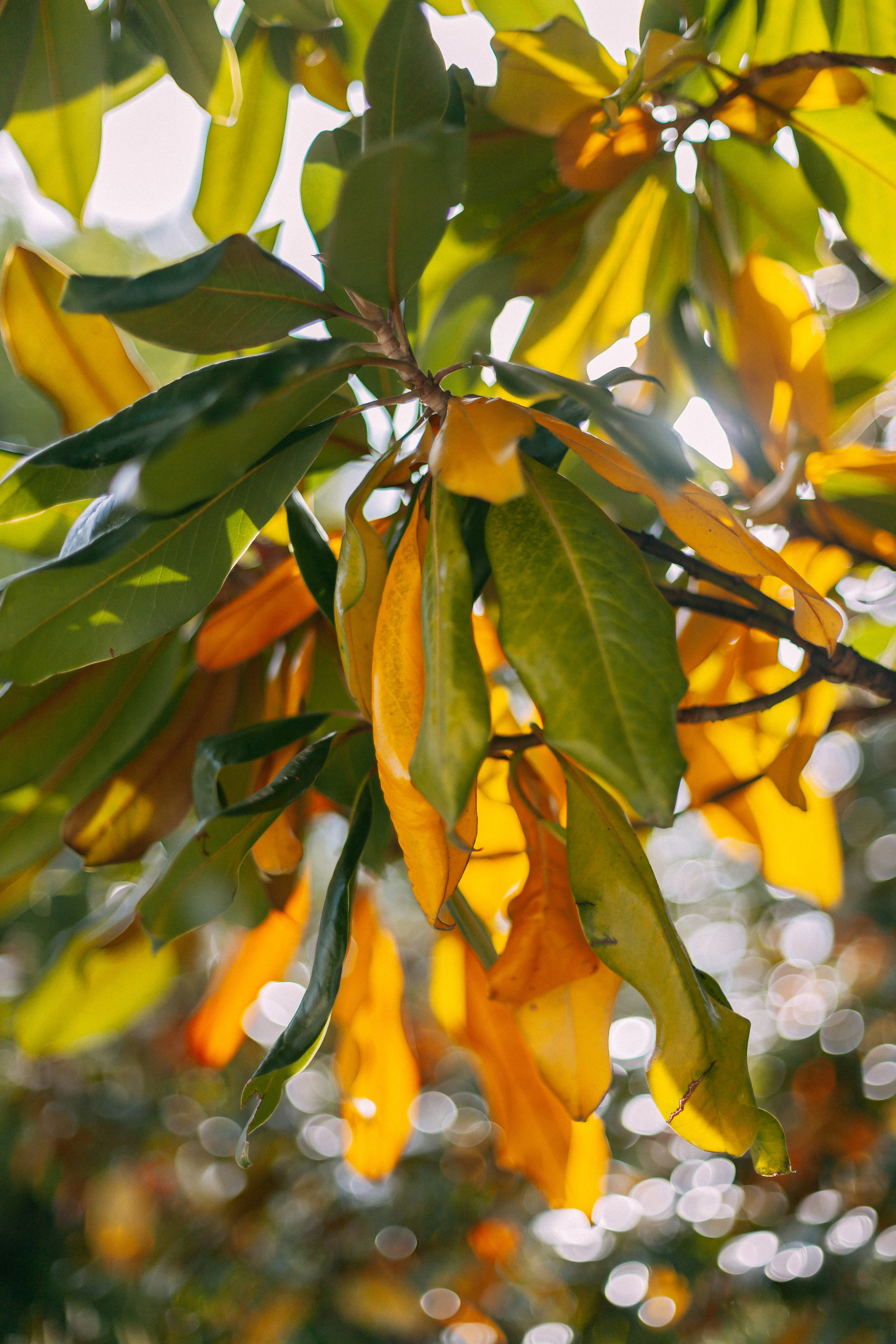 Сочи. Аня Степанова