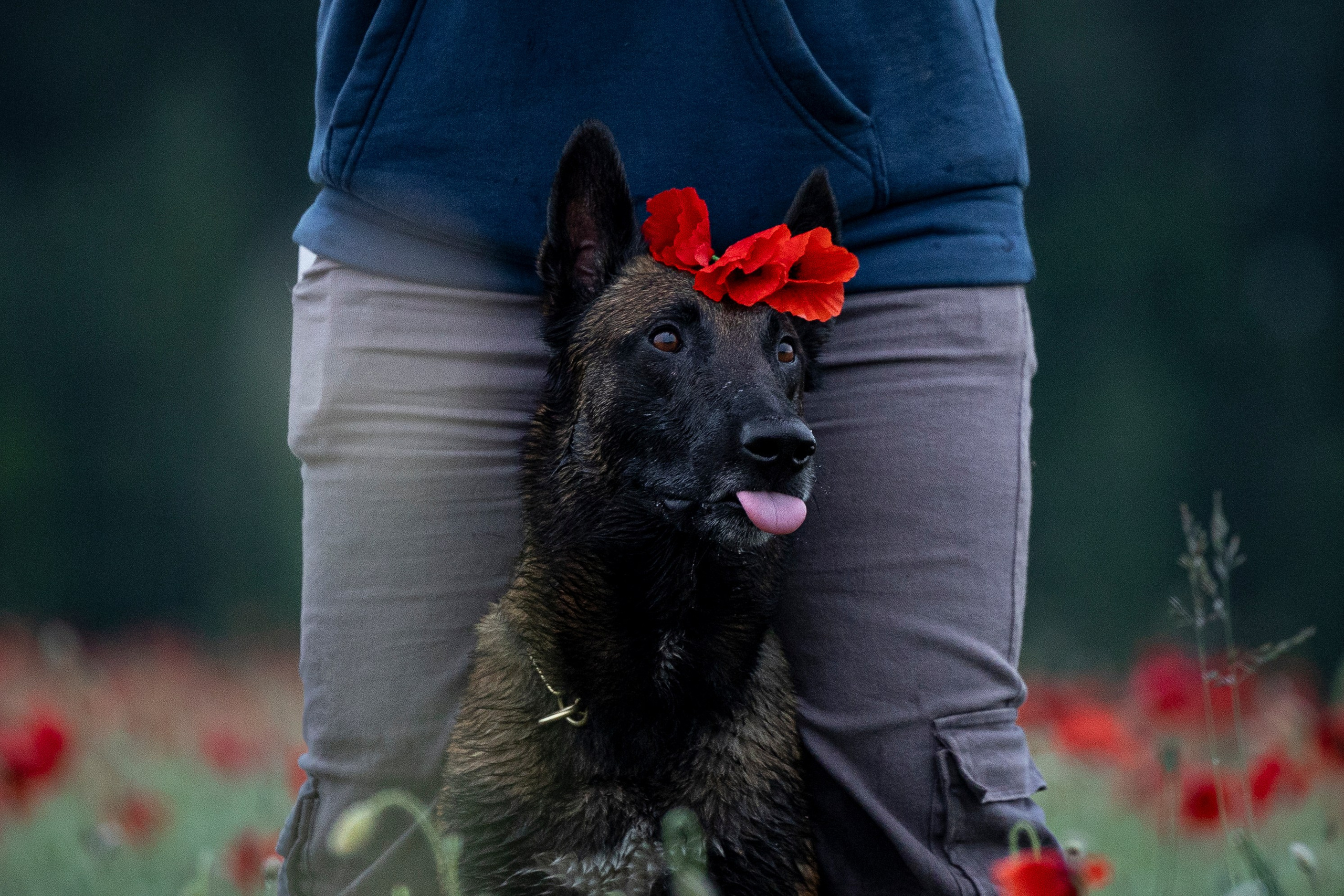 Маковое поле. Фотограф-анималист Анна Маринич