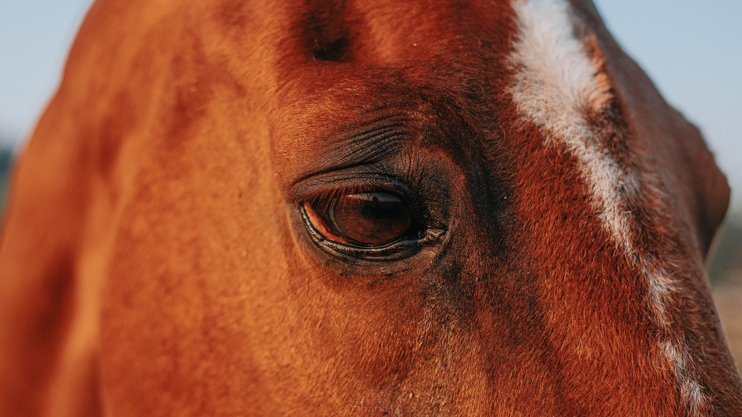 Аня и Гас. Главная