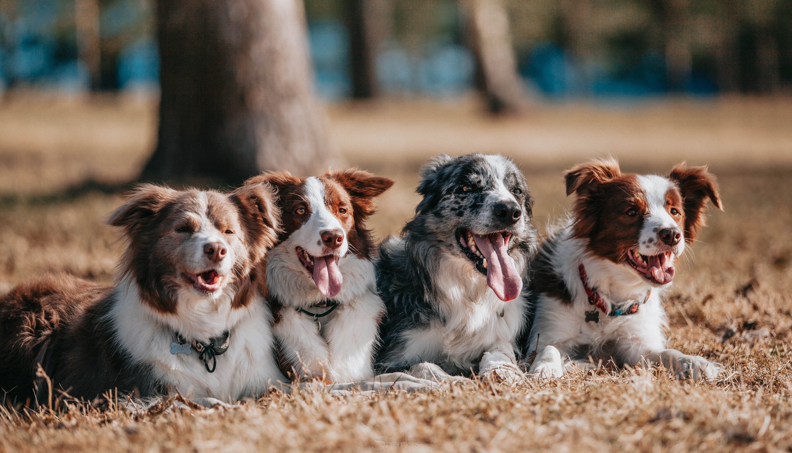 Бордюха, Лора, Берта, Мета. Главная