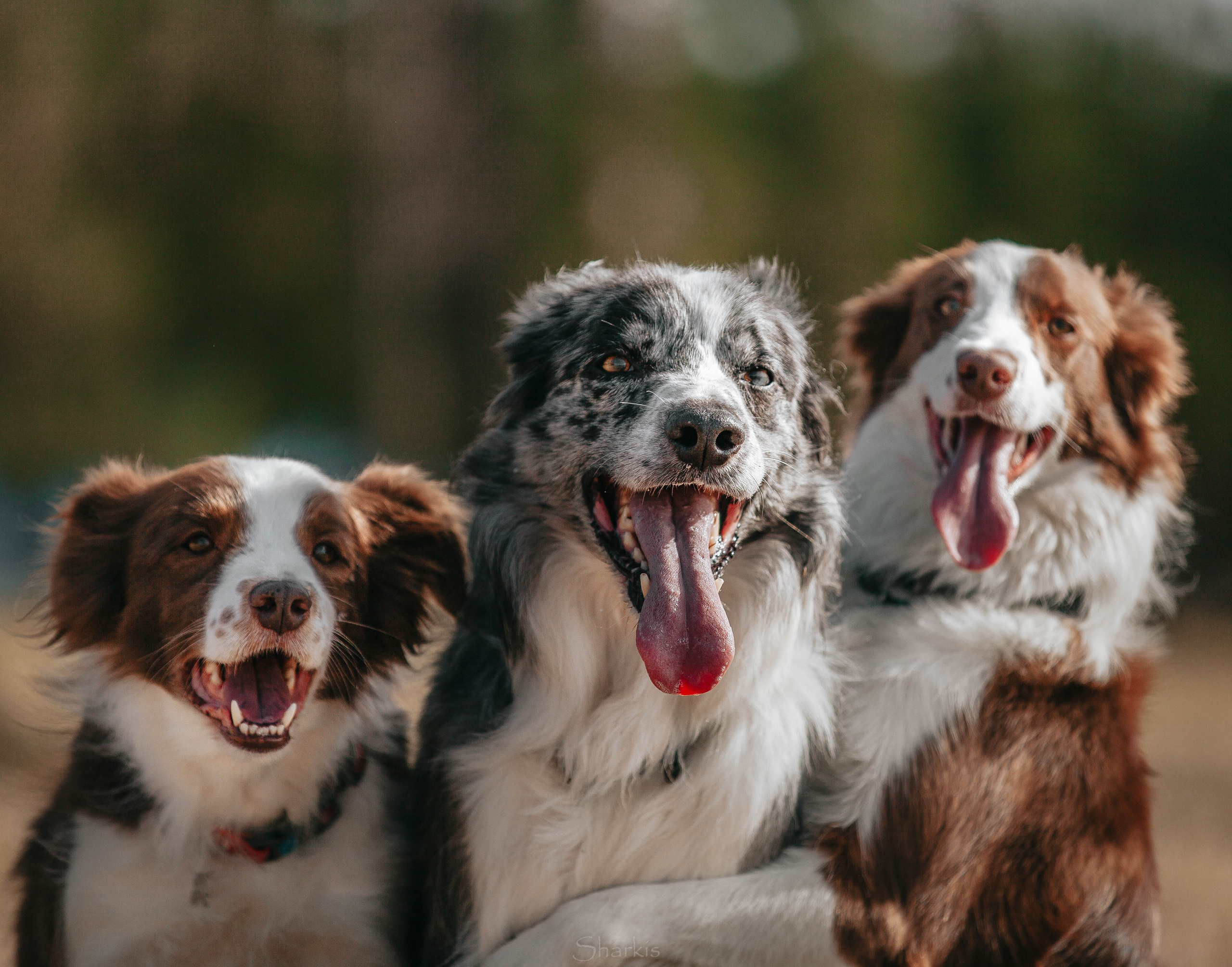 Бордюха, Лора, Берта, Мета. Главная