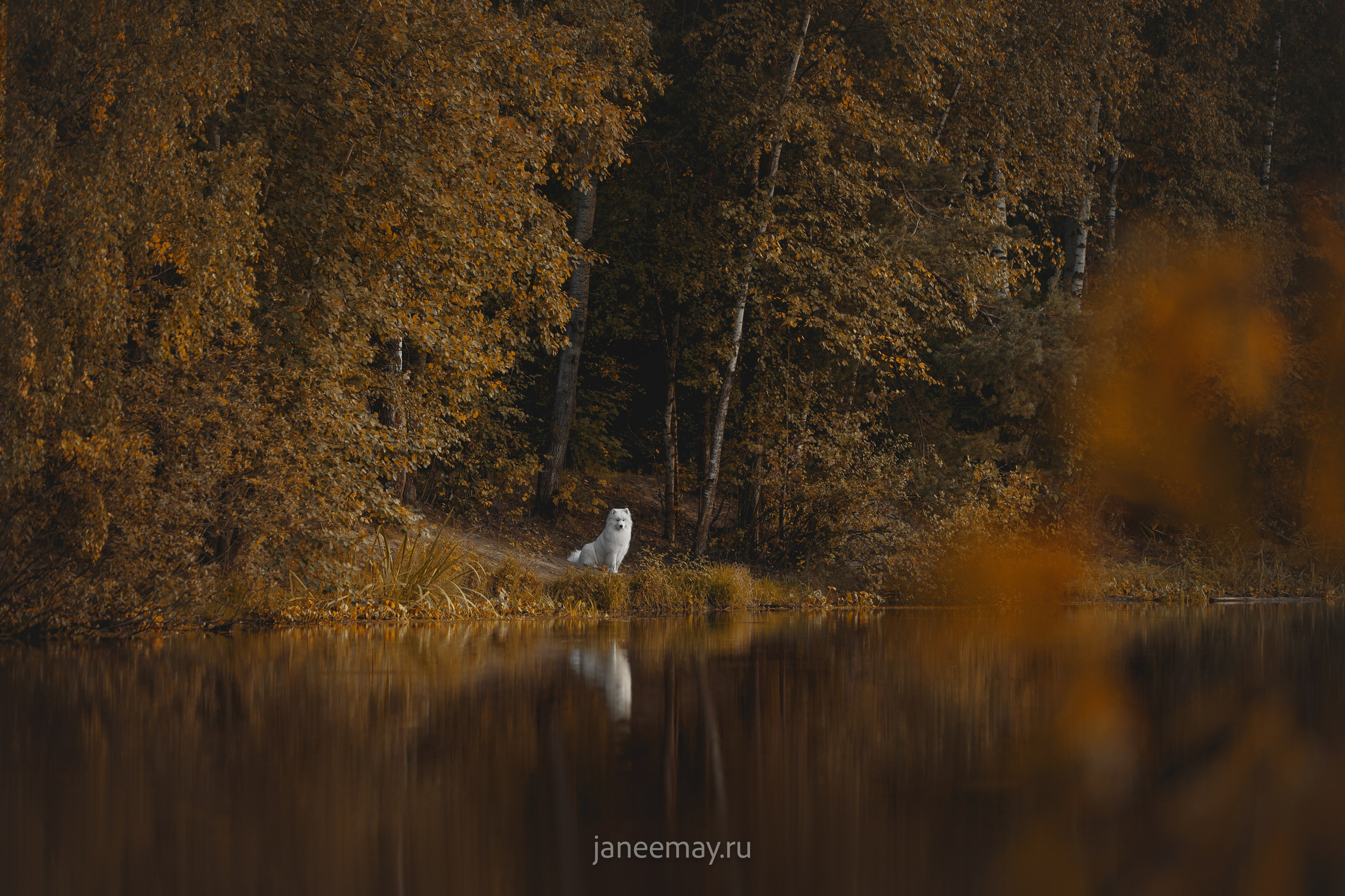 Галерея. Фотограф анималист в Москве Майорова Евгения