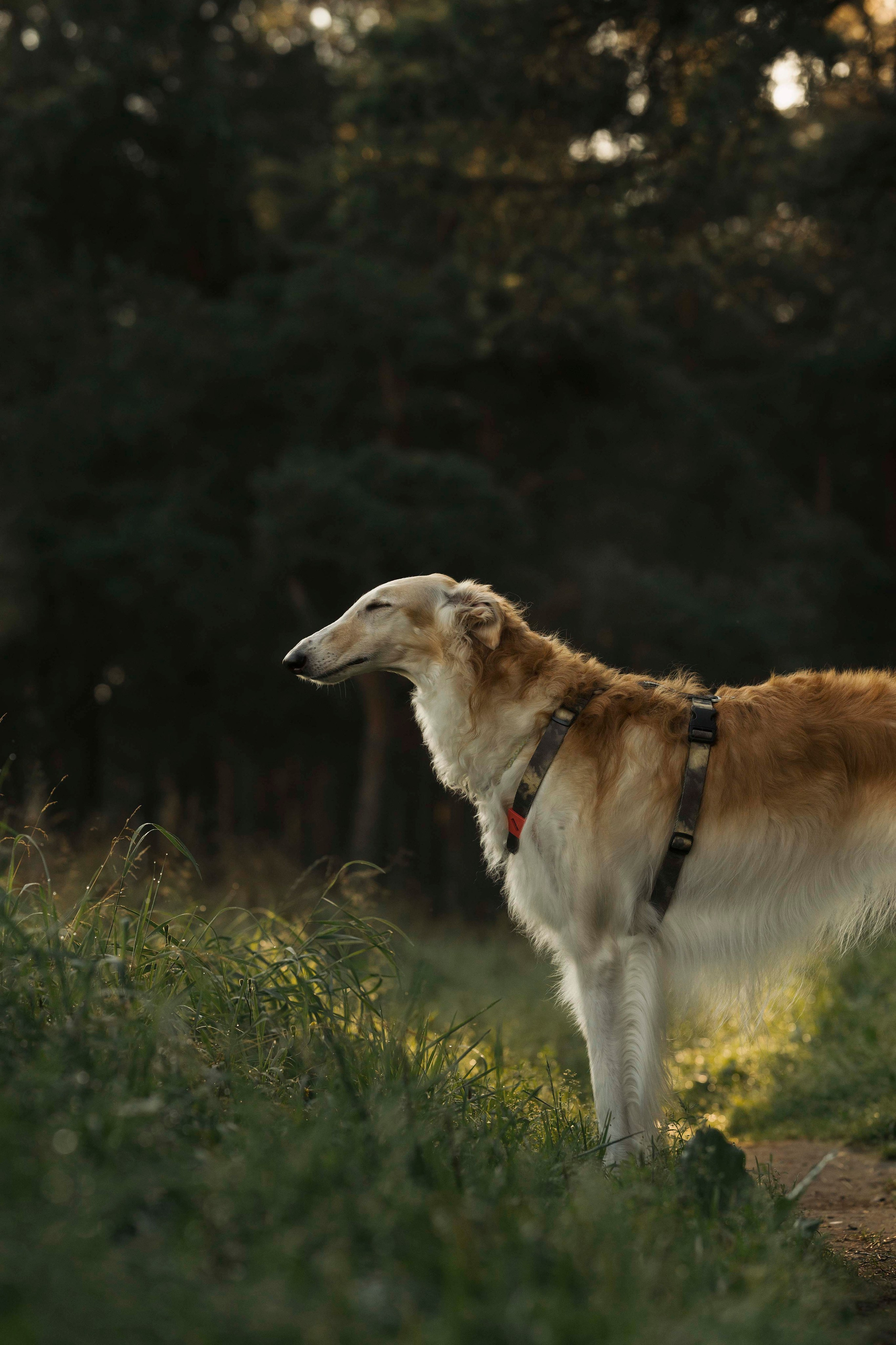 Тайга. Фотограф- анималист Александра Матвеева