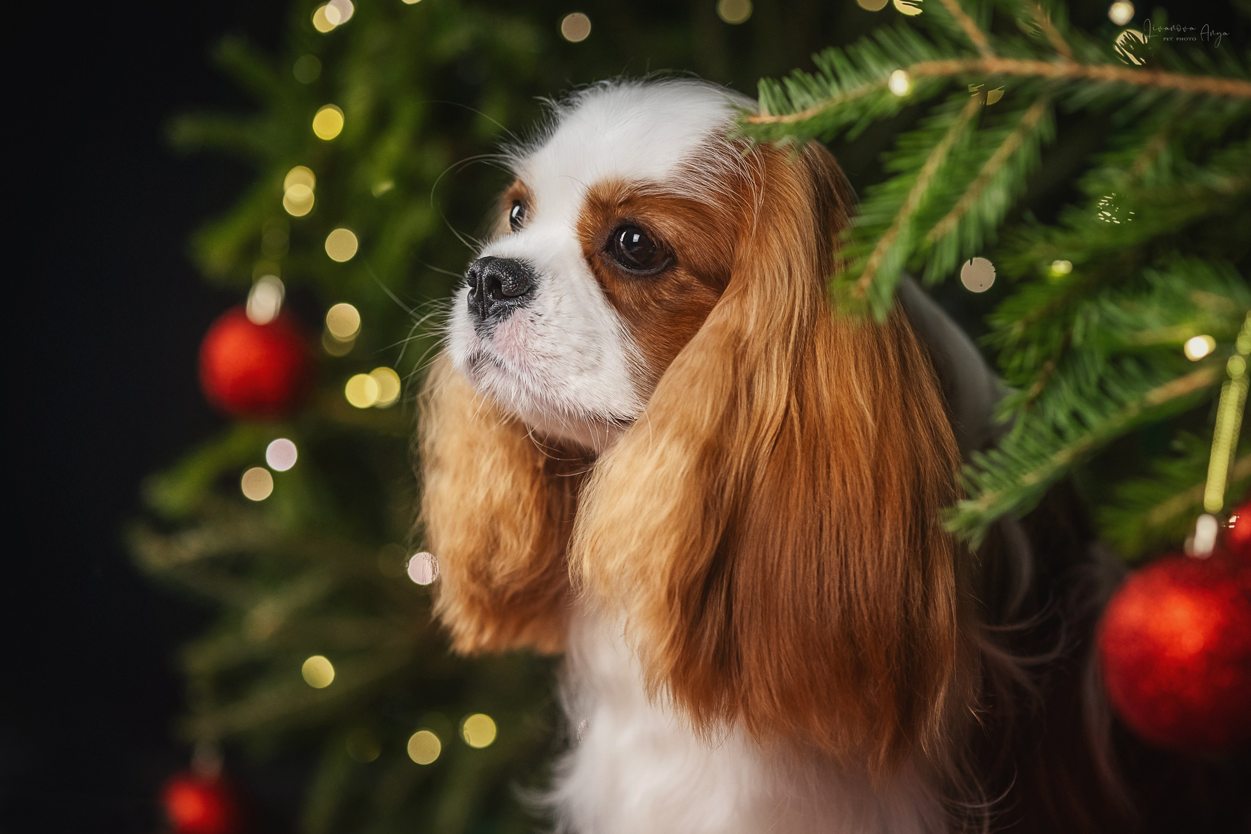 Фотодень_1 2025. Фотограф анималист Аня Ливанова | Рыбинск