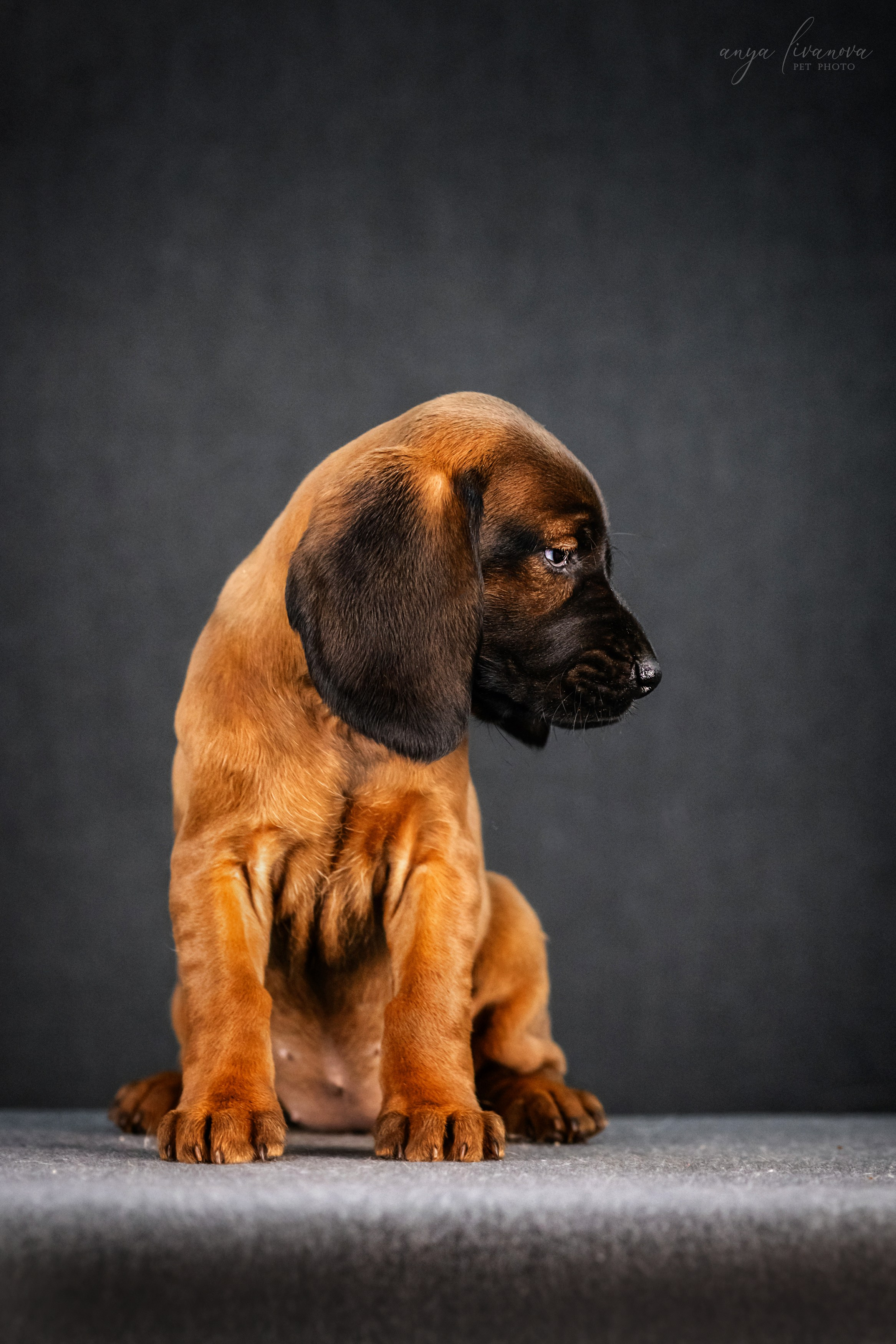 Баварки. Фотограф анималист Аня Ливанова | Рыбинск