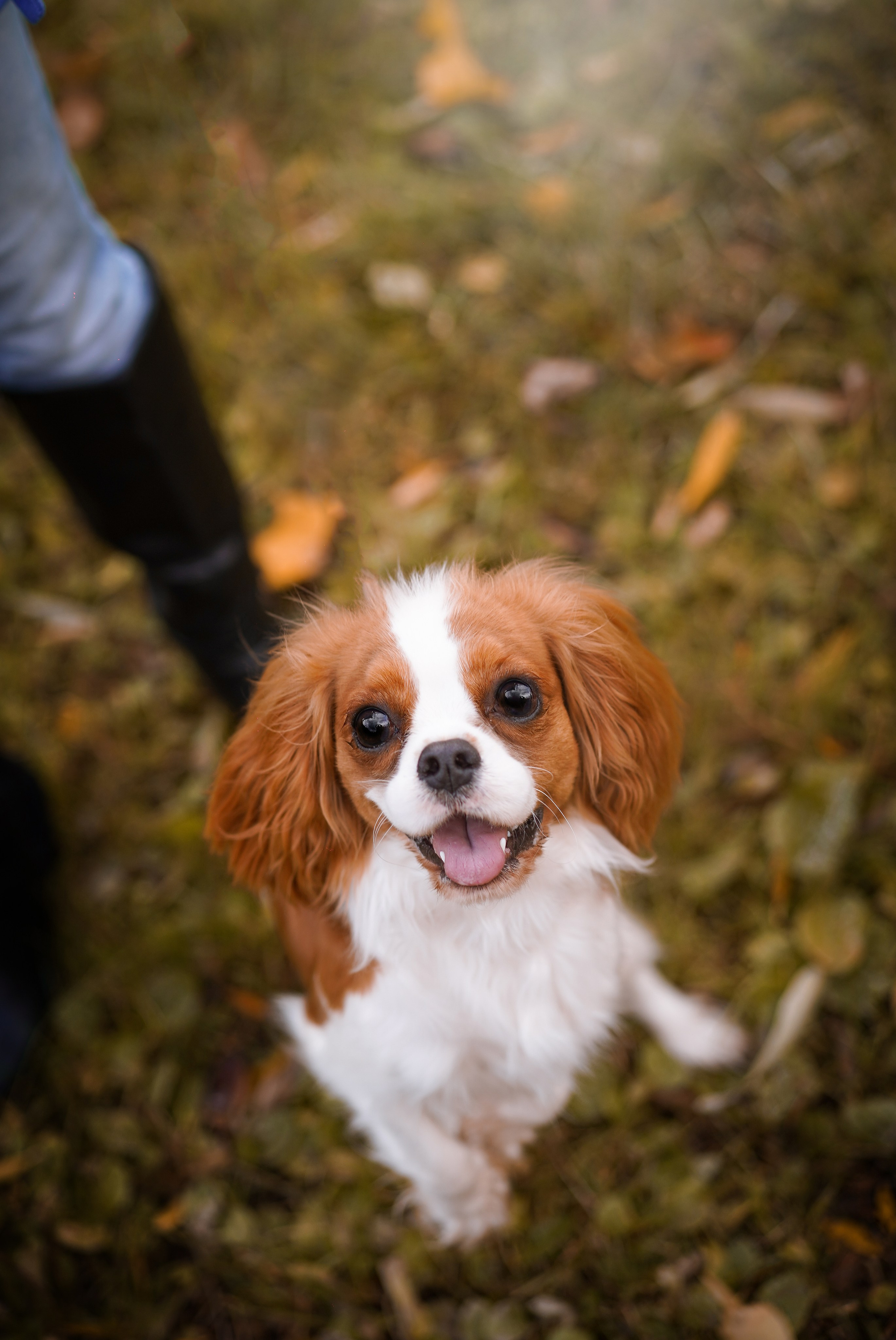 Катя Валера Саша и кавалерчики. Фотограф-анималист в Санкт-Петербурге Яна Мартынова