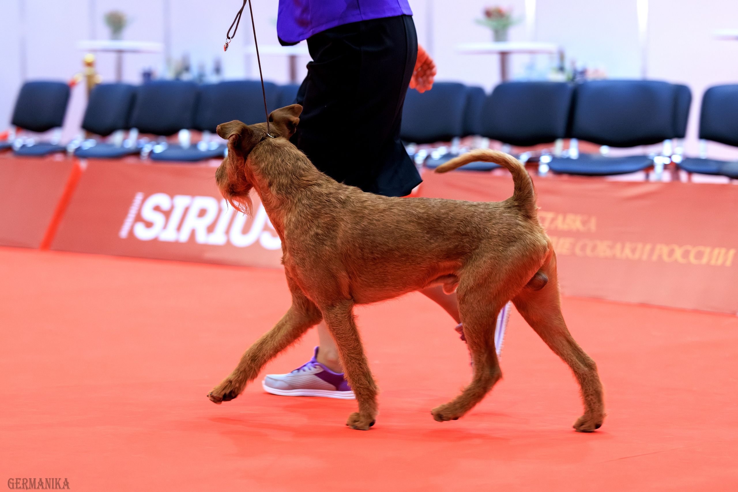 Лучшие Собаки России 17-18.02.2024. Фотограф-анималист Юлия Германика