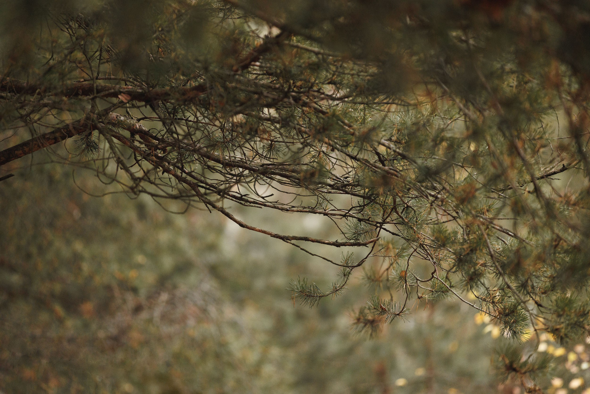 Фотосъемка за городом. Фотограф-анималист в Москве и Московской области Татьяна Фролова