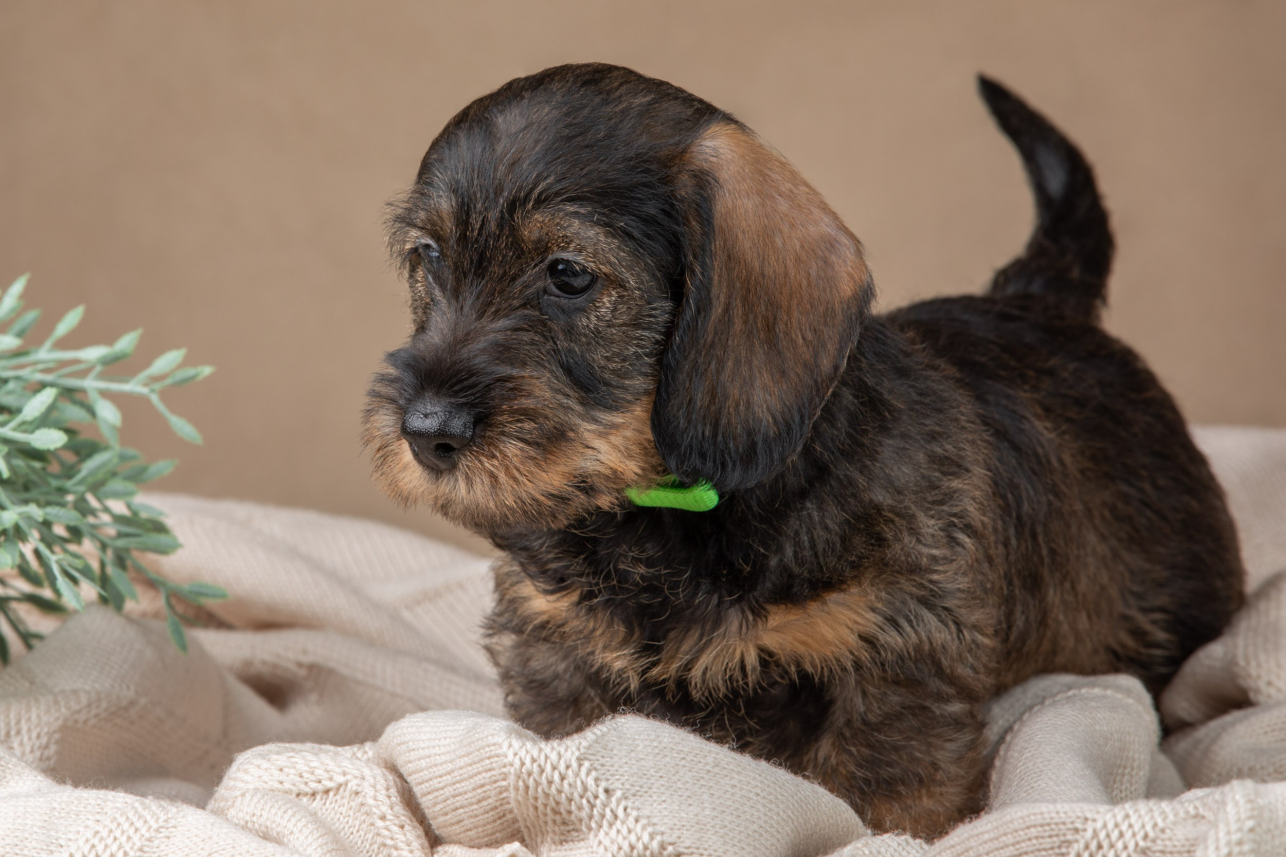 Съемка щенков жесткошерстной таксы на бежевом фоне в ящике. Фотограф-анималист в Москве и Московской области Татьяна Фролова