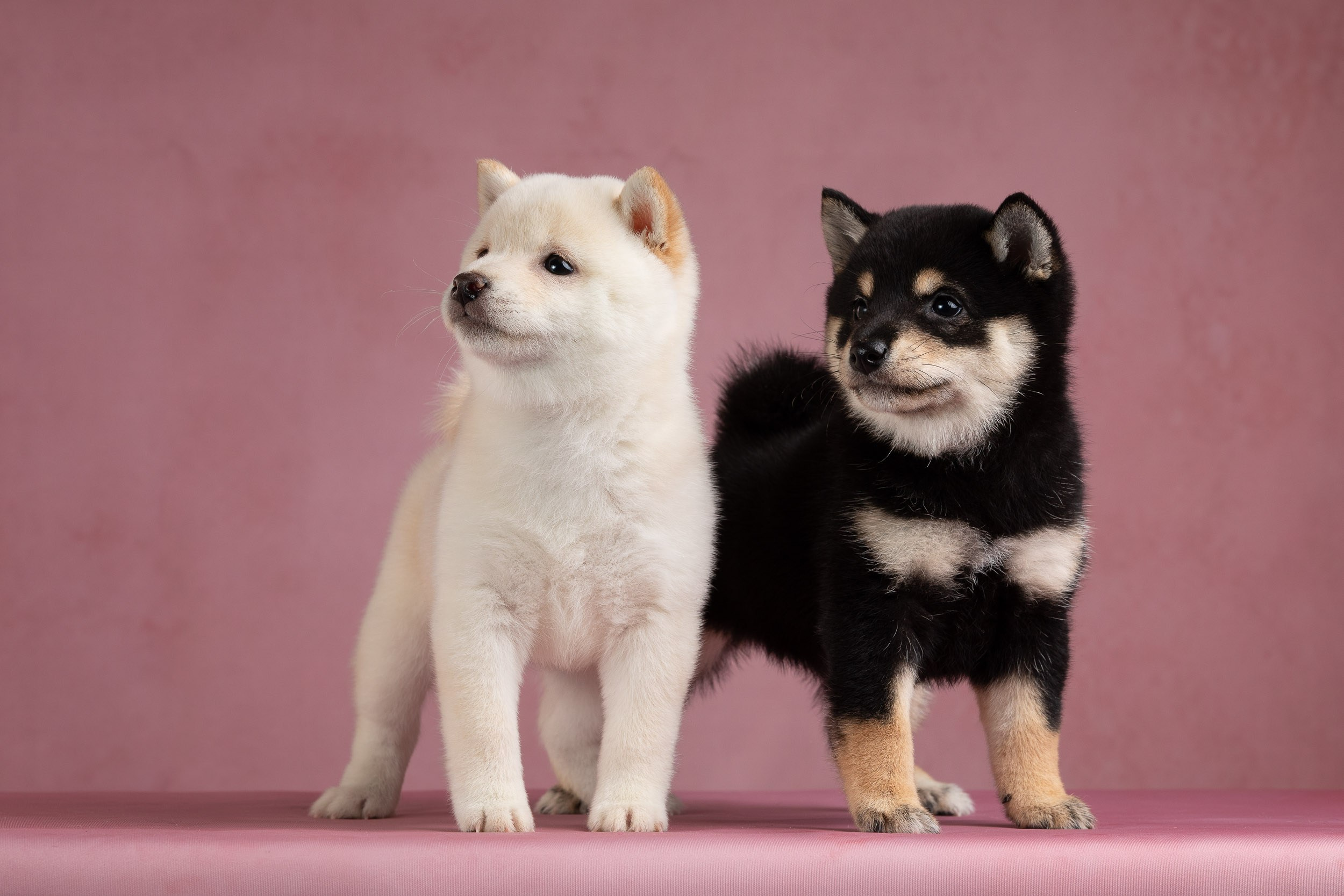 Гламурная фотосессия для щеночков. Фотограф-анималист в Москве и Московской области Татьяна Фролова
