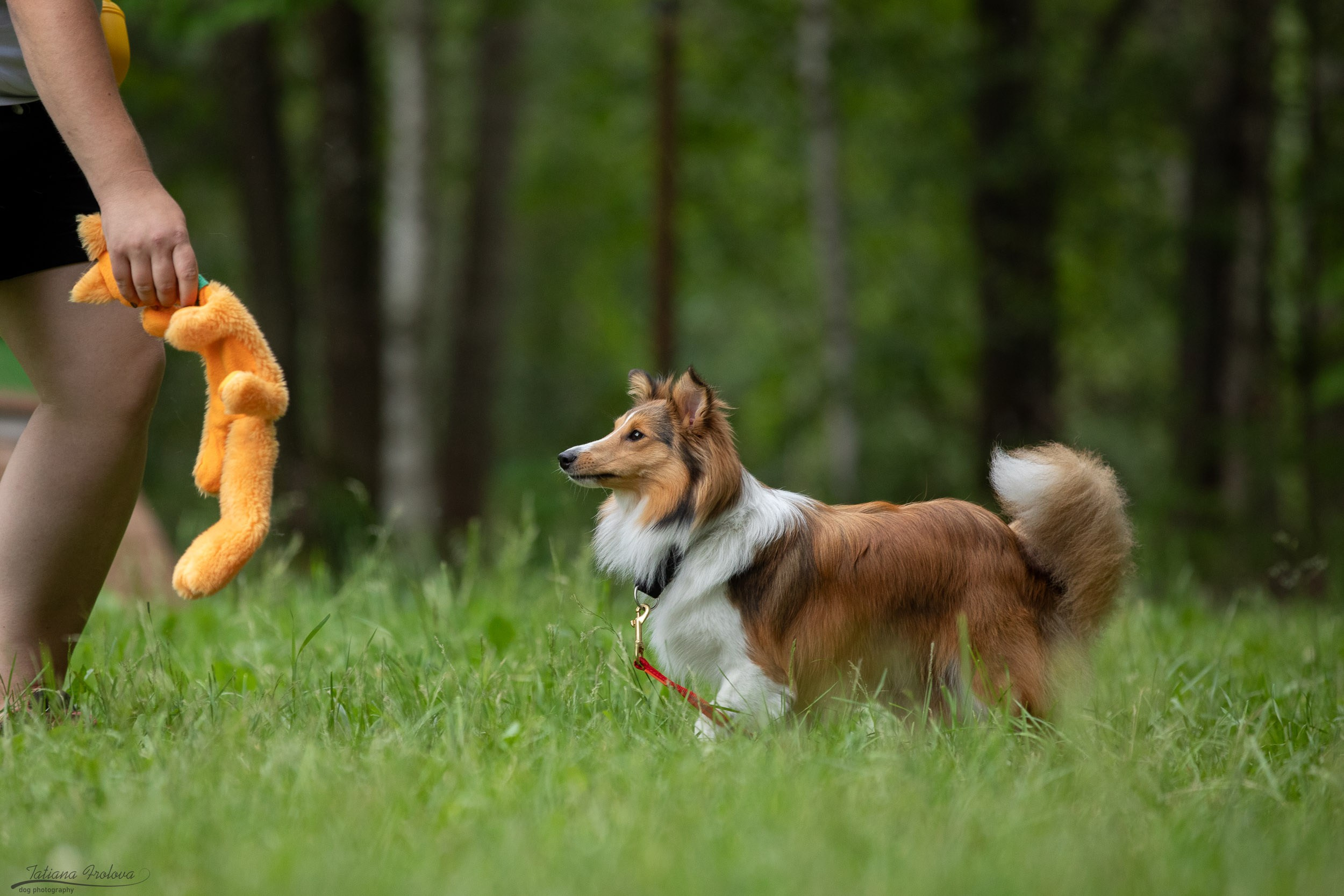 Репортаж с выводки молодняка колли/шелти в Ясенево. Фотограф-анималист в Москве и Московской области Татьяна Фролова