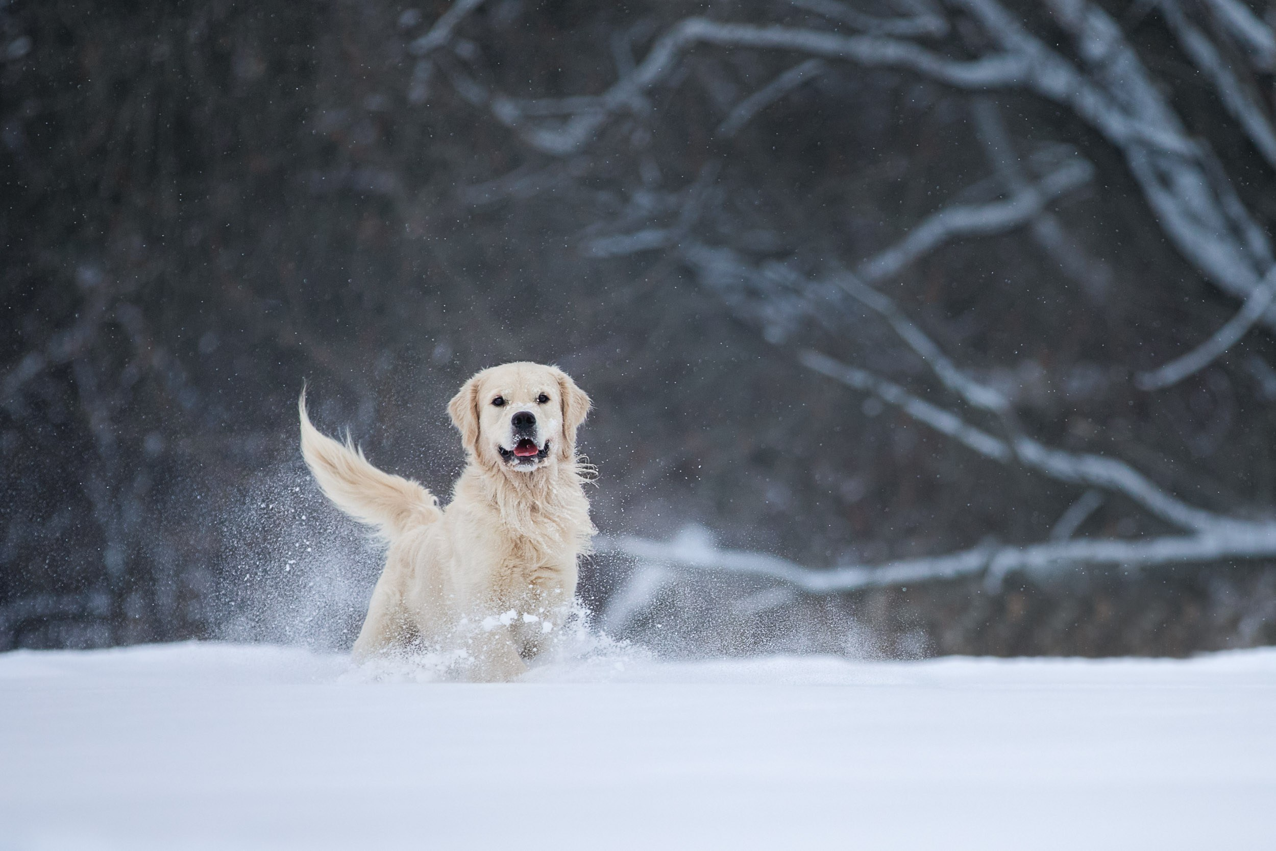 Фотосессия хозяина и ретривера. Фотограф-анималист в Москве и Московской области Татьяна Фролова