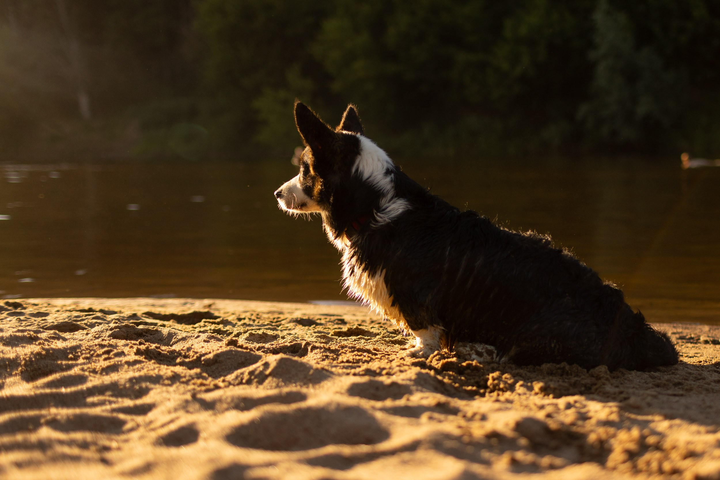 Купание щенков в стиле лайфстайл. Фотограф-анималист в Москве и Московской области Татьяна Фролова