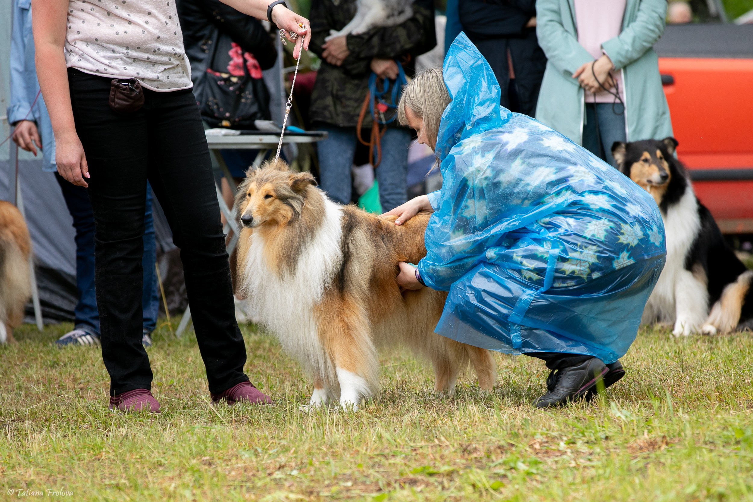 Фотосопровождение выставки собак в Московской области и Москве. Фотограф-анималист в Москве и Московской области Татьяна Фролова