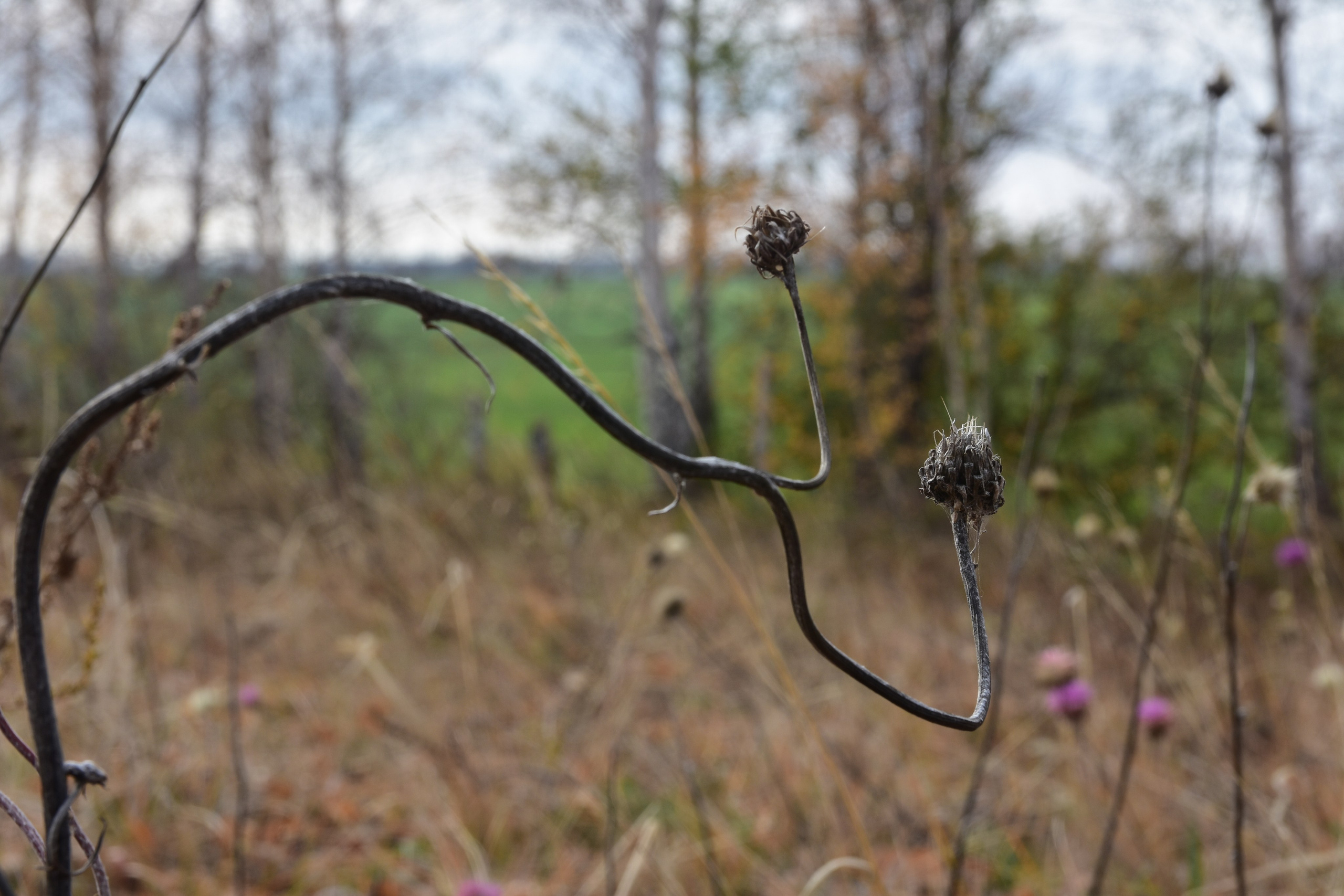 Все что тронуло, миниатюры. Созерцатель. фотографирую что тронуло и впечатлило. самарская область