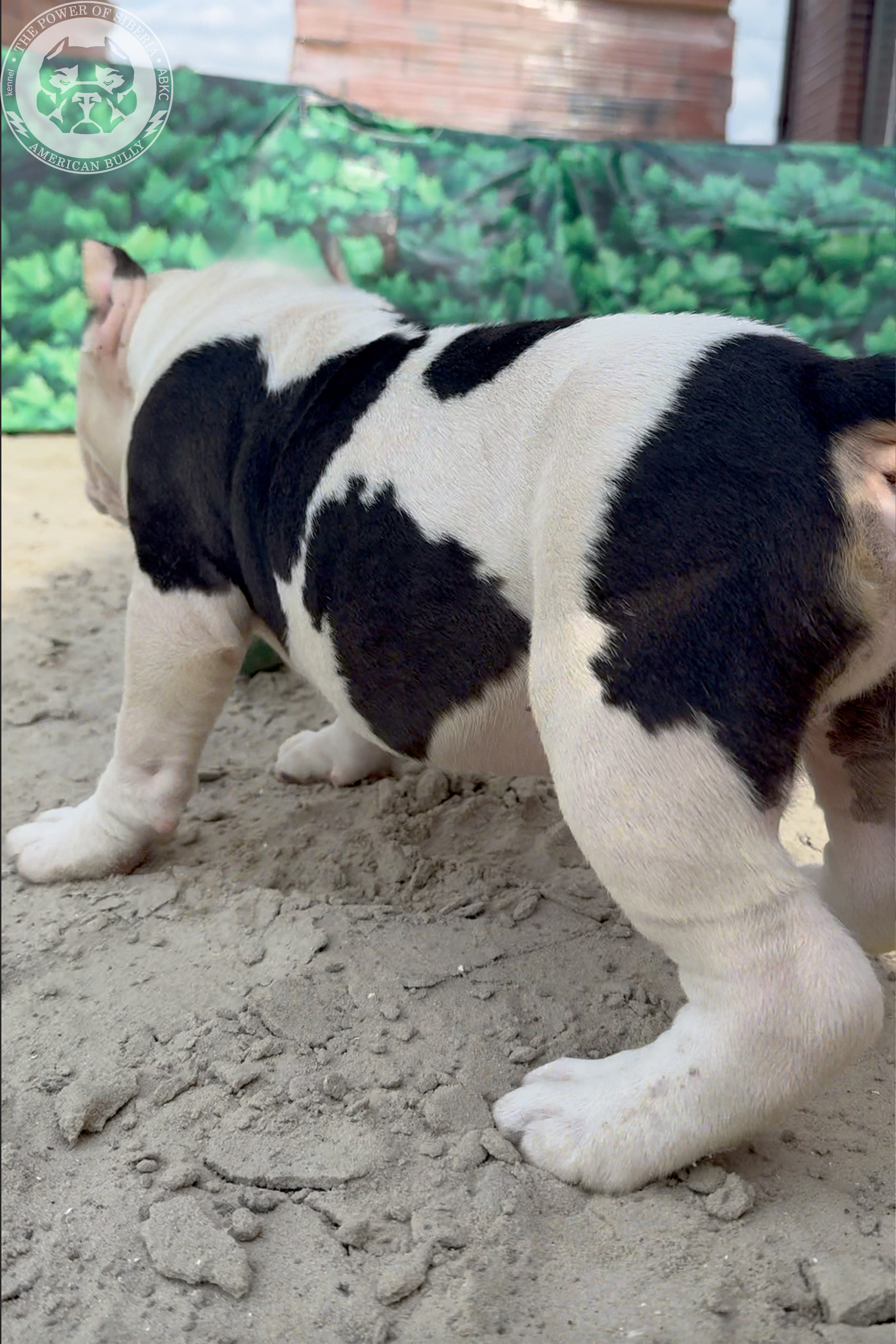 20.01.26-Рокси-Арчи. Американский Булли в г. Ростов-на-Дону. Питомник THE POWER OF SIBERIA