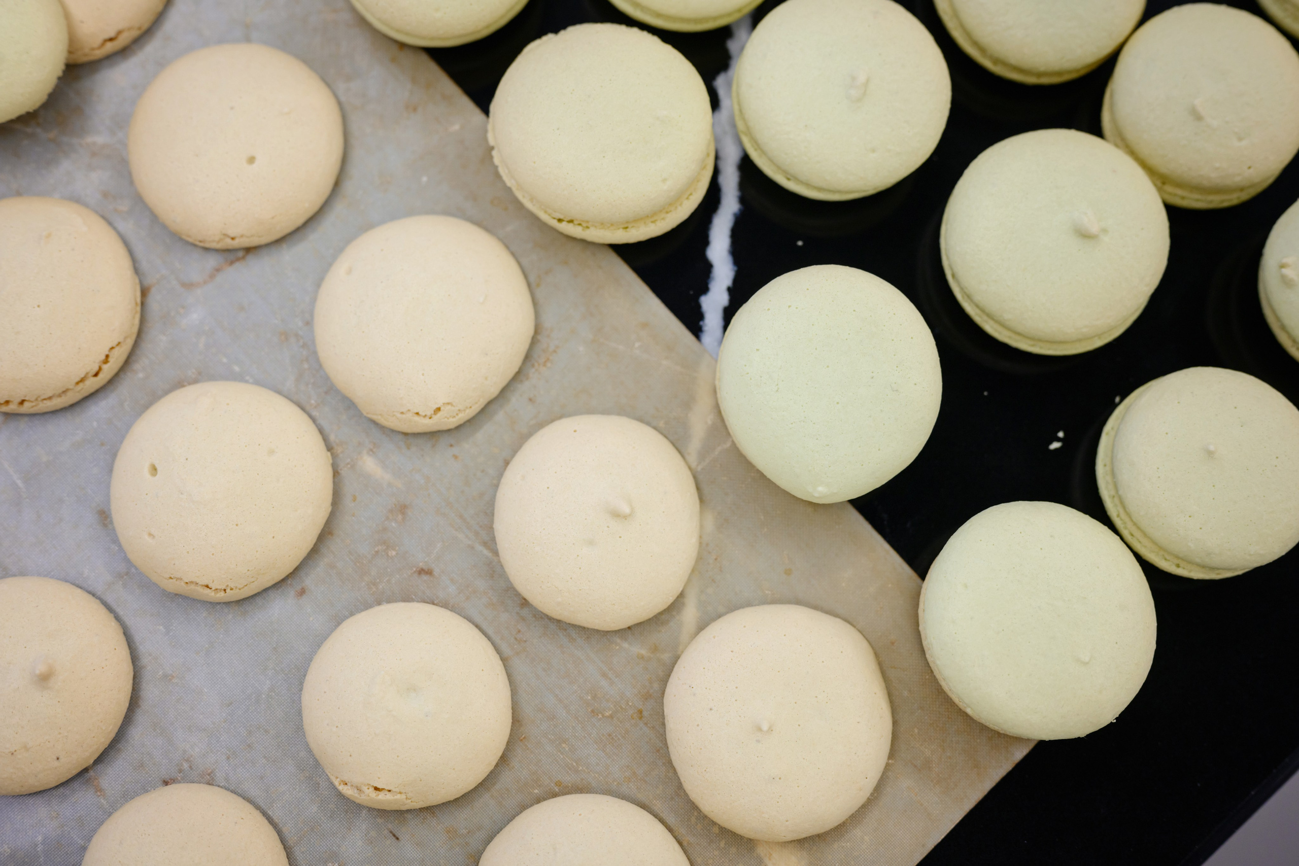 Kenwood. Семейный фотограф и анималист в Москве и Московской области