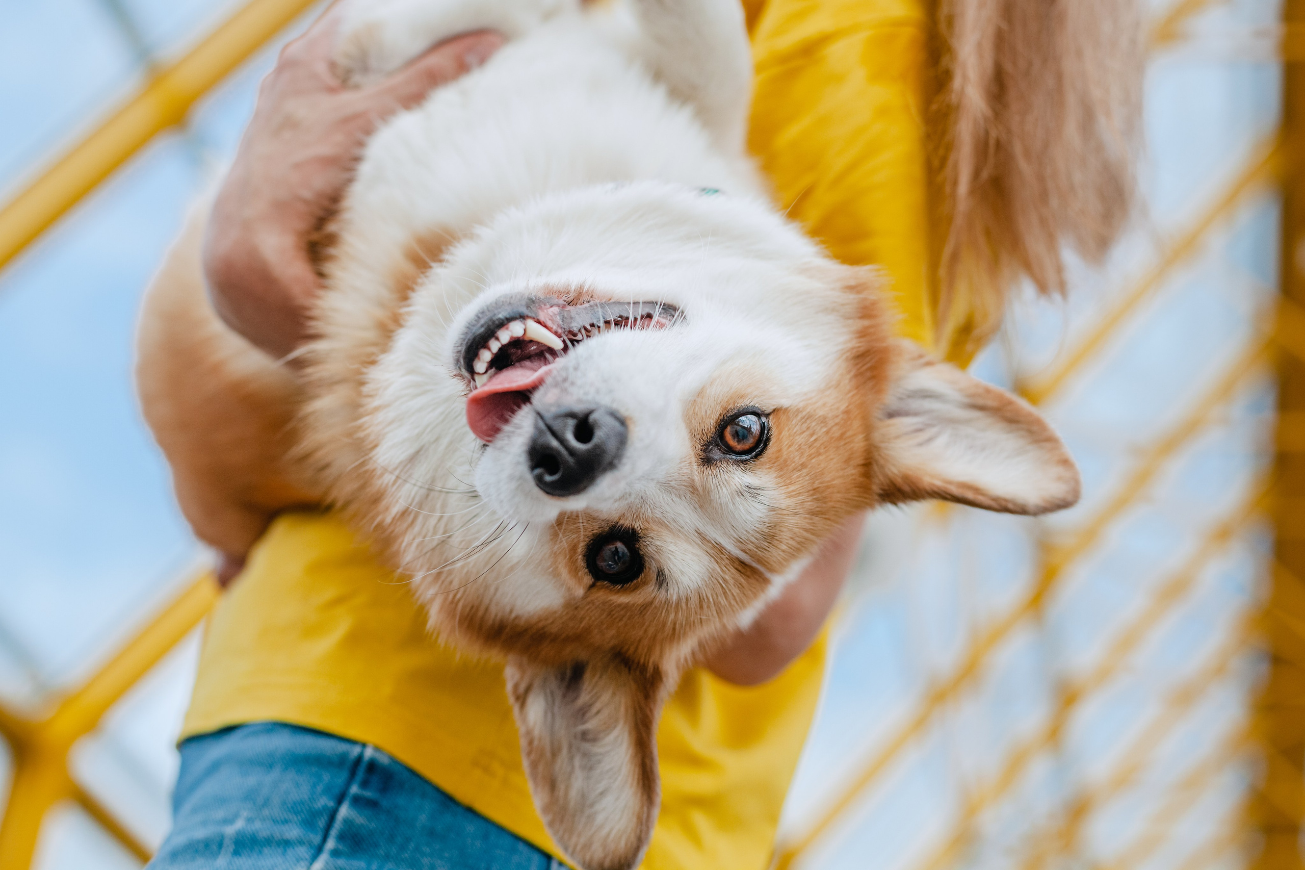Андреевский мост. Фотограф-анималист Татьяна Степанова