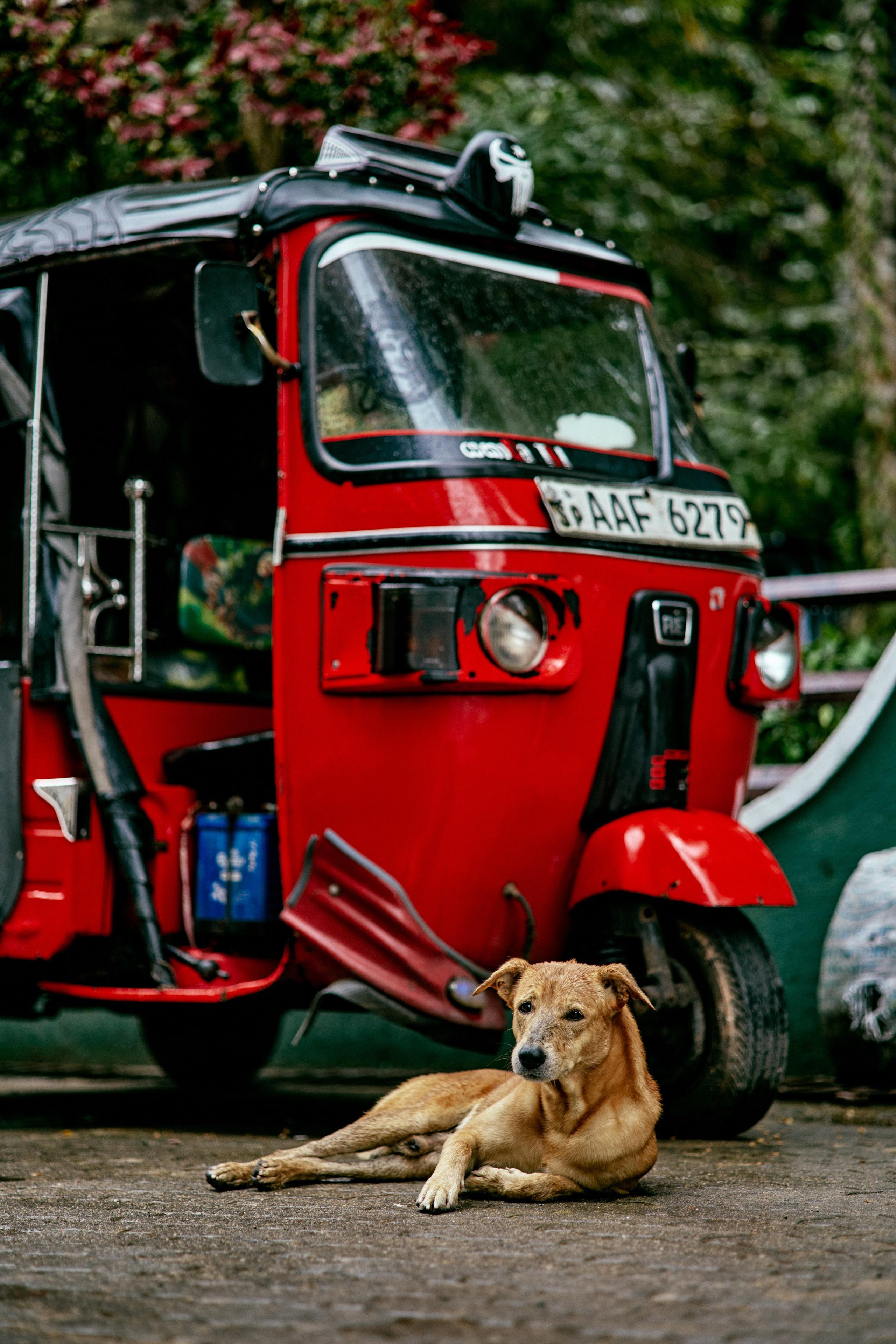 Шри-Ланка. Хороший репортажный и промышленный фотограф в Казани Алексей Щелконогов