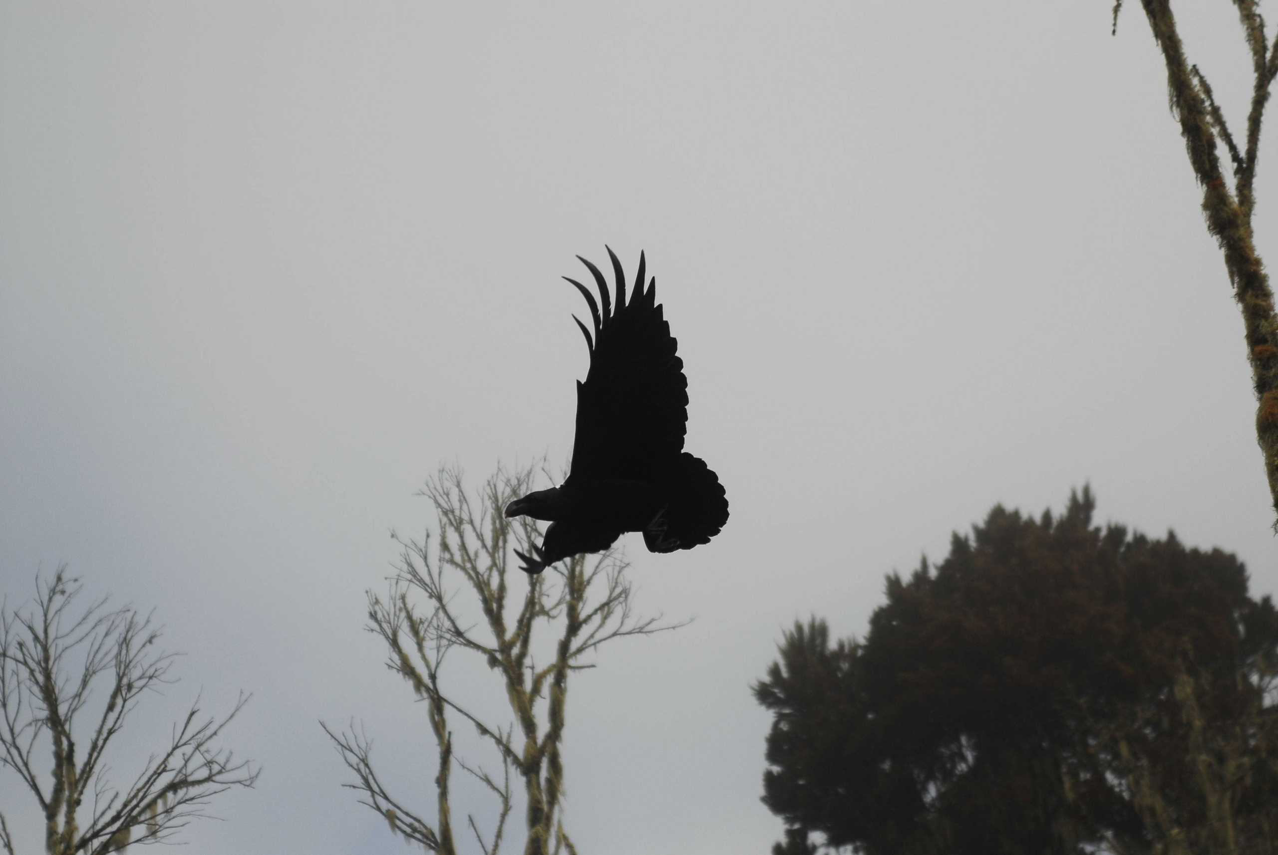 Килиманджаро. Заставка