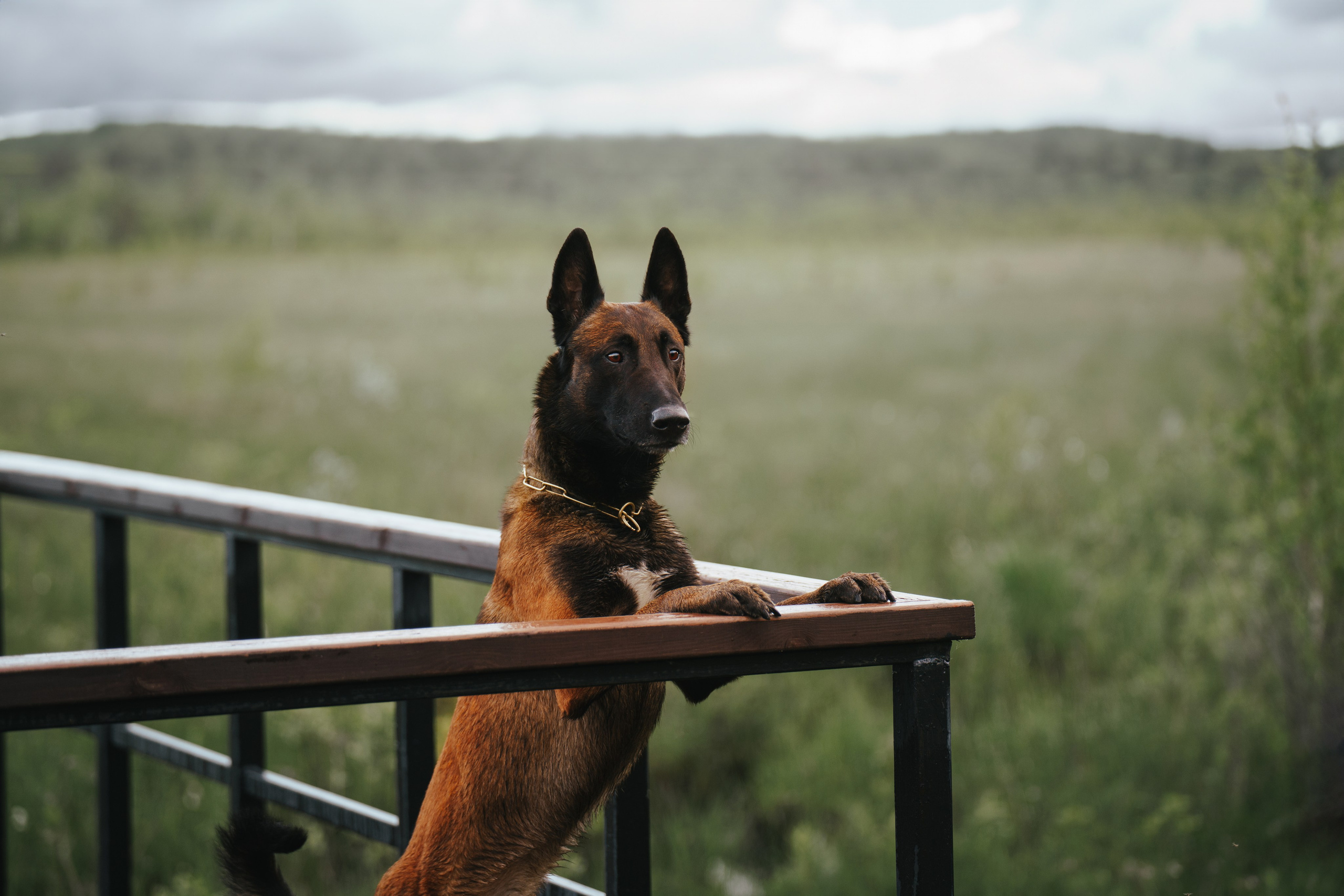 Раш. Фотограф анималист Осипчикова Мария