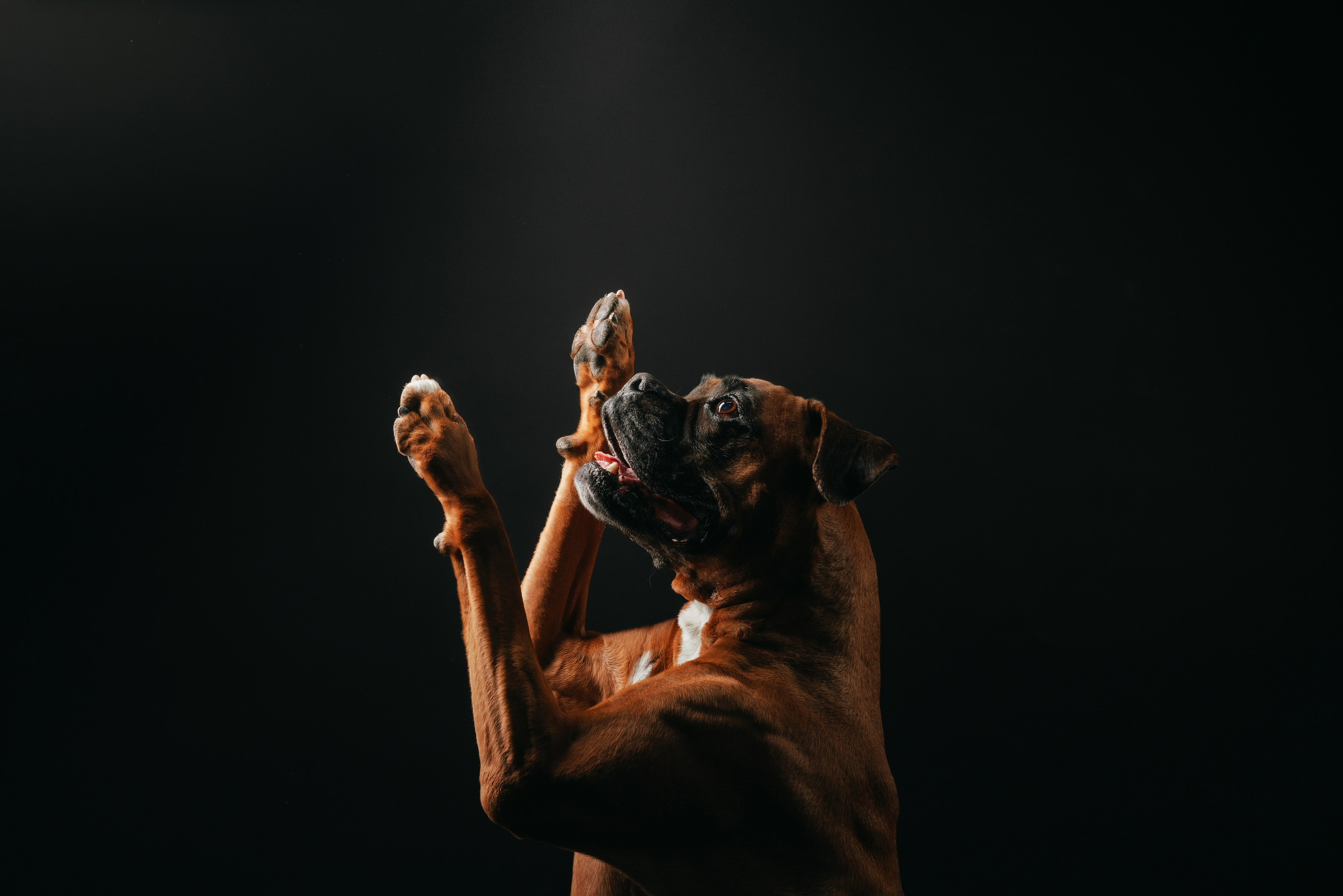 Боксер Челси. Фотограф анималист Осипчикова Мария