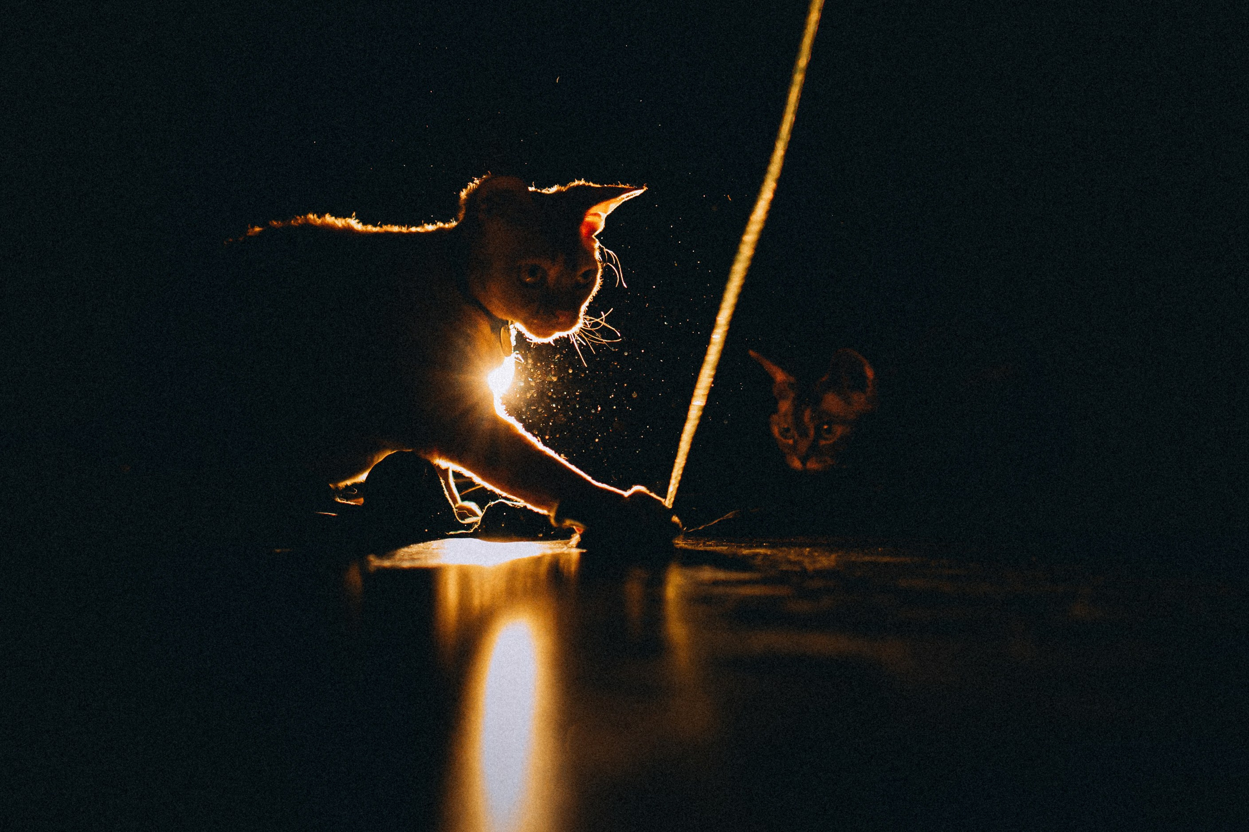 Гречка, Ковш и их семья