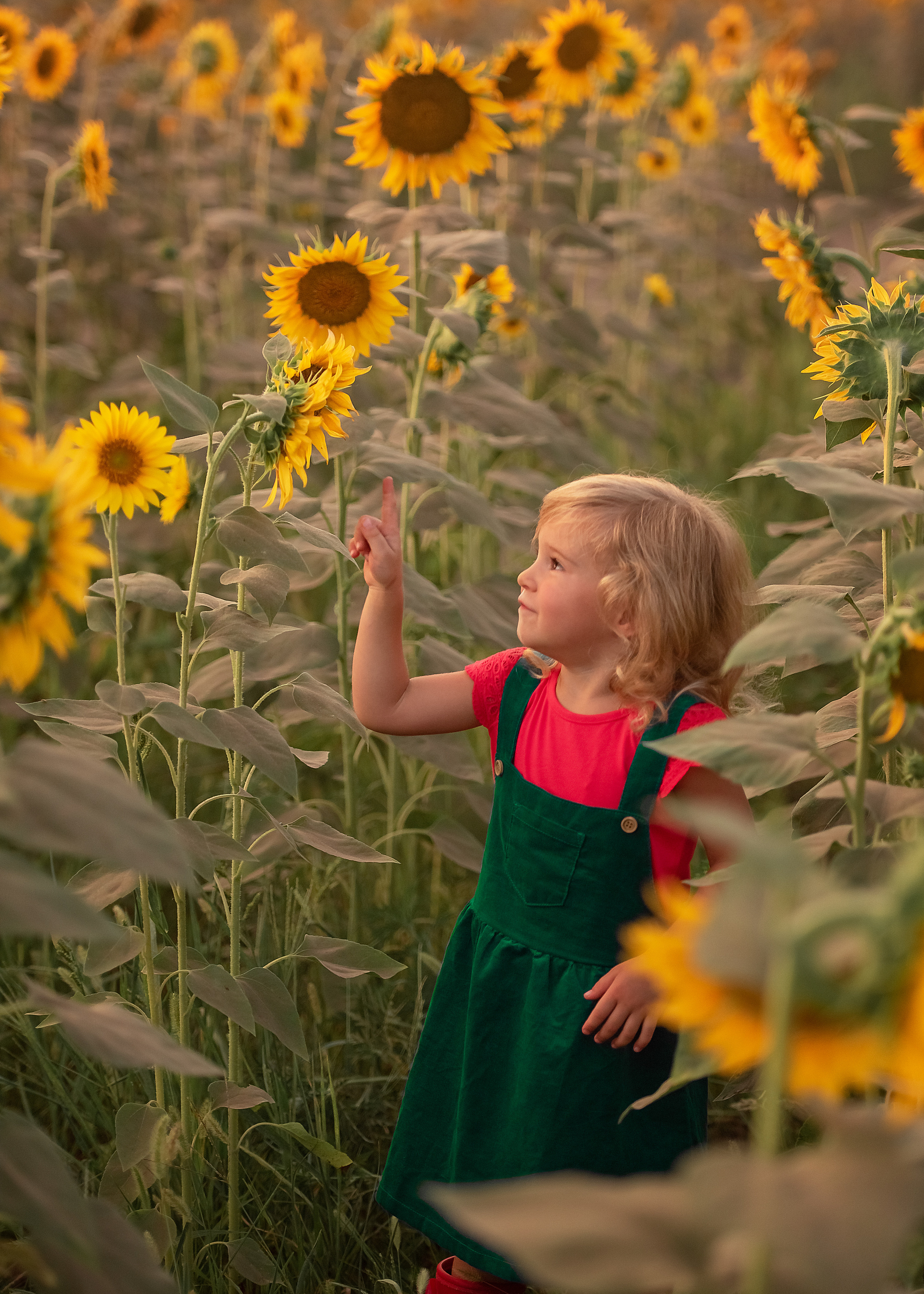 Кирочка. Подсолнухи. Семейный и детский фотограф в Краснодарском крае Натали Фищенко