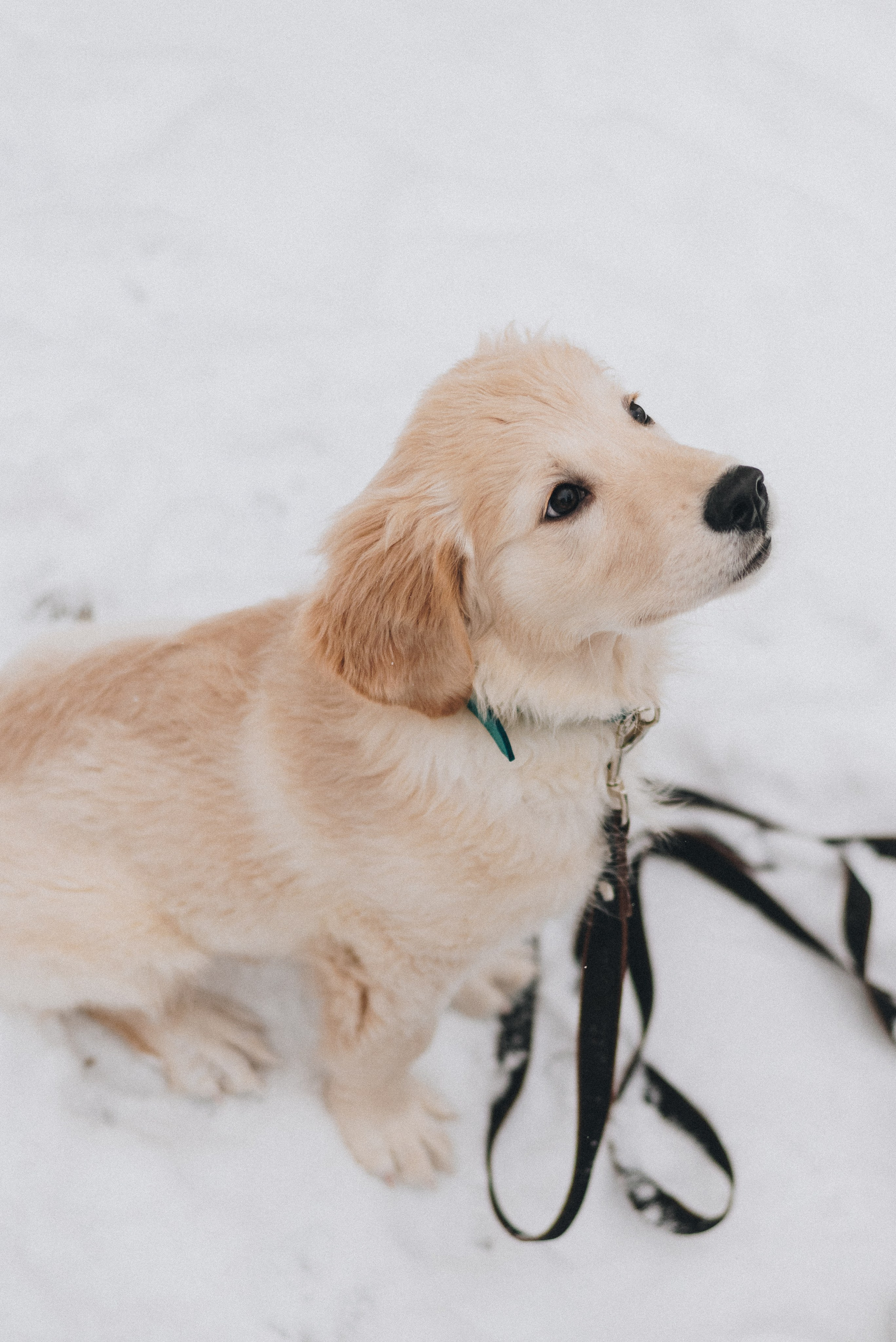 Sonia, Denis & Baggi. Natalia Finch Photography — Family, Kids & Pet Photographer in Chicago, IL