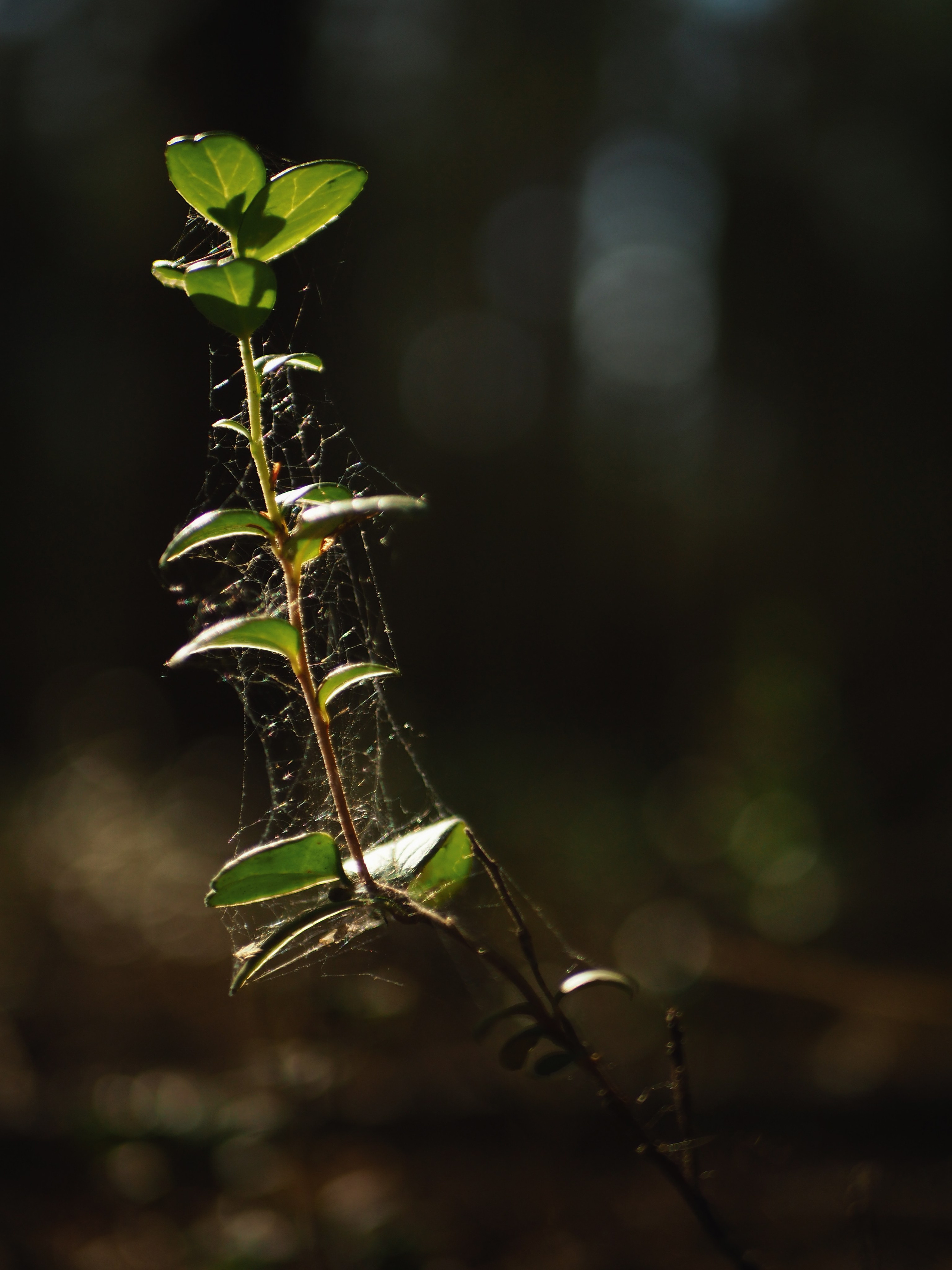 ПЕЙЗАЖИ. Фотограф Чита | Иркутск | Новосибирск