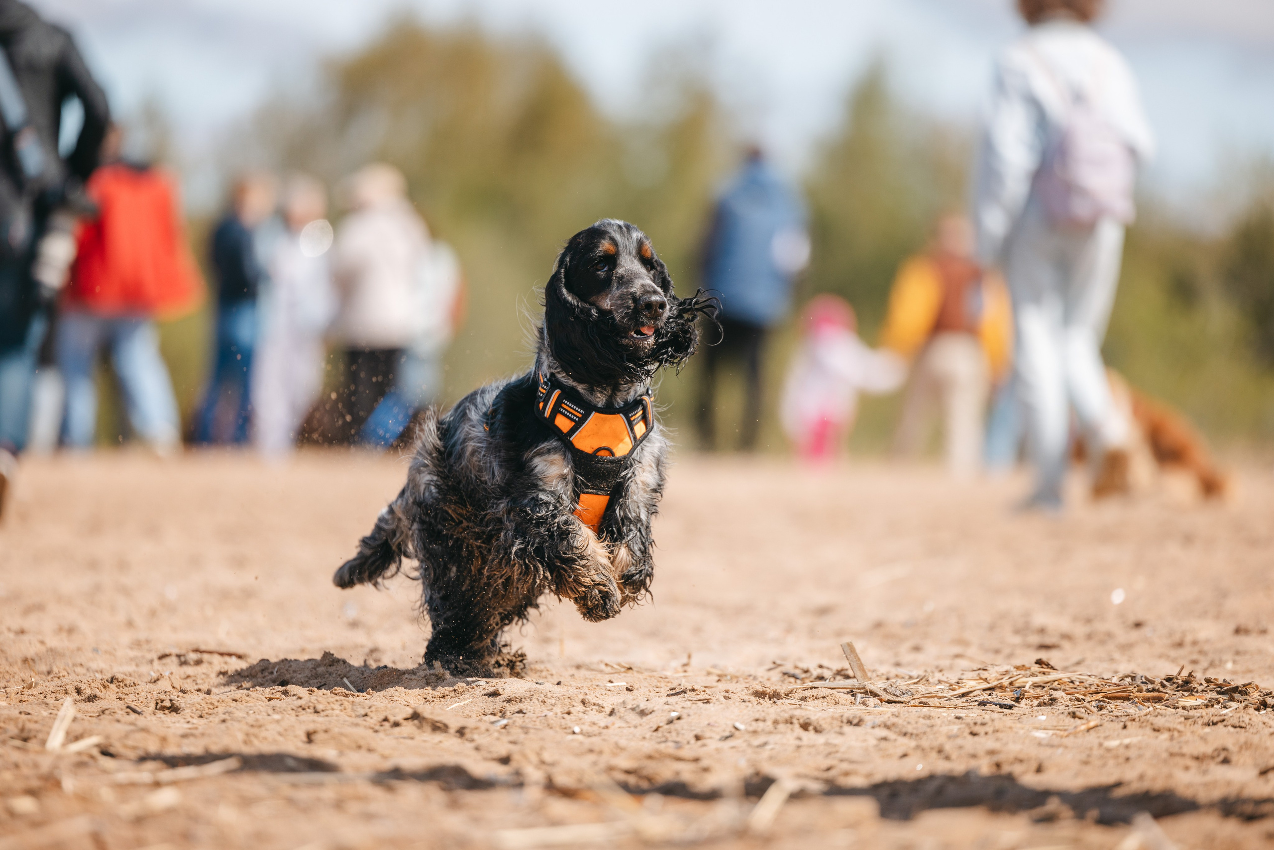 Спанимания. Фотограф анималист Осипчикова Мария