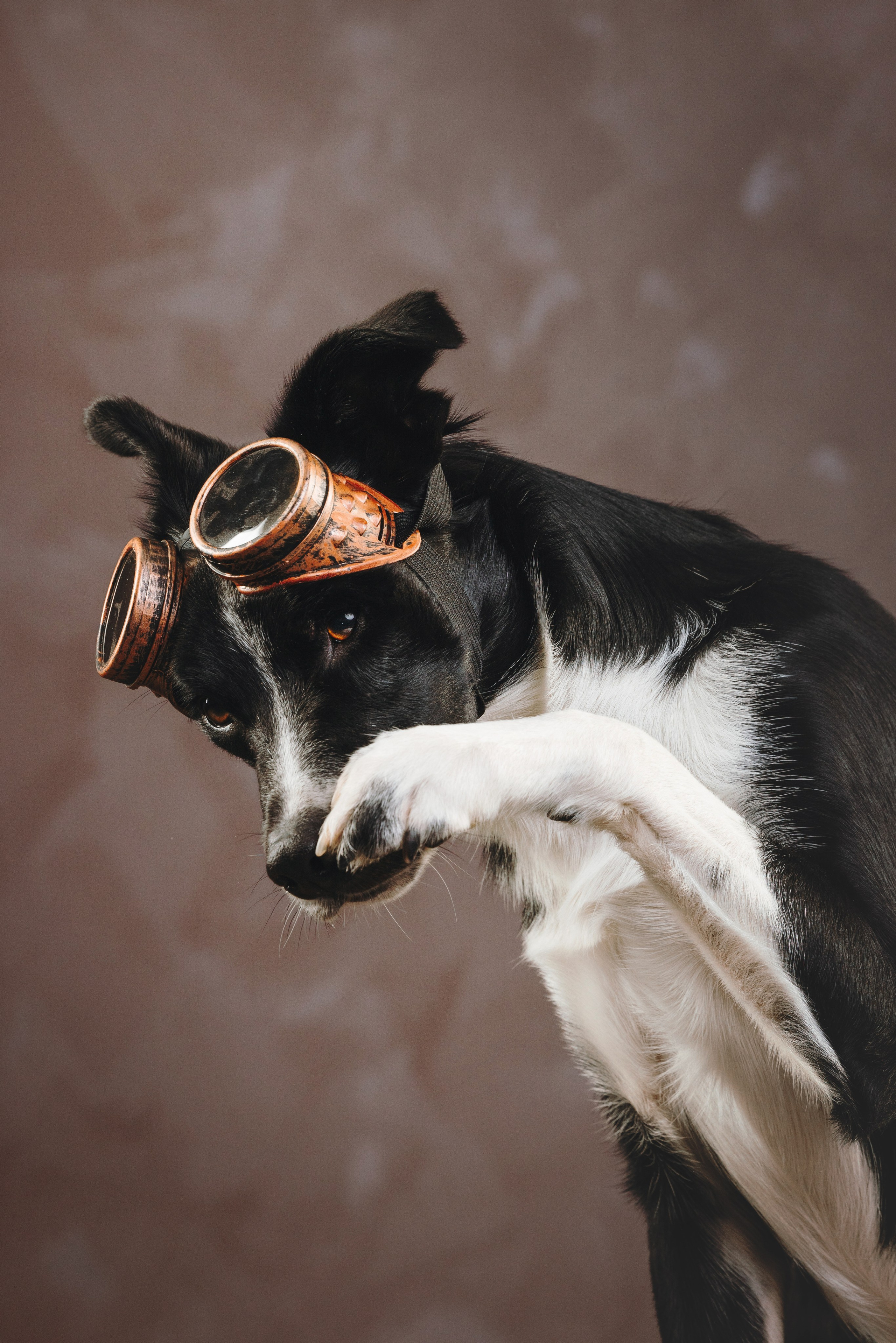 Бордер-колли. Фотограф анималист Осипчикова Мария